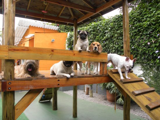 Brinquedos para enriquecimento ambiental canino!