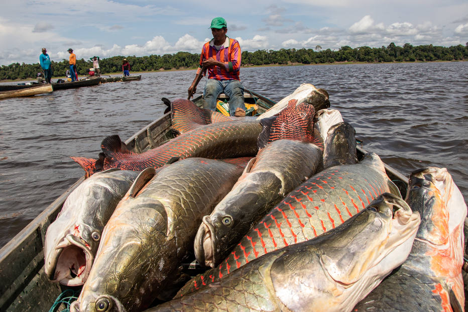 Entenda por que o pirarucu, peixe nativo da Amazônia, é um perigo para os  rios de SP, Rondônia Rural
