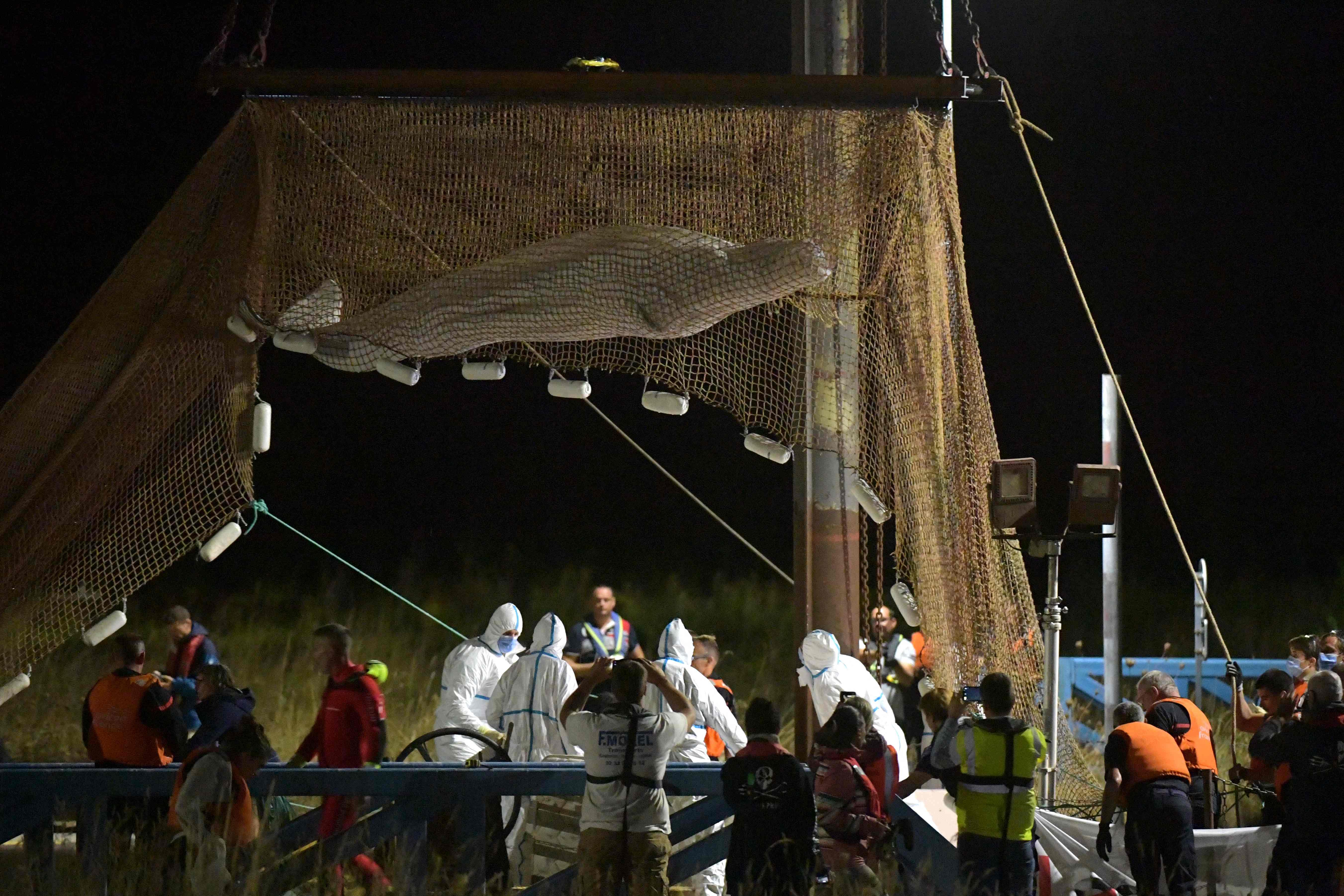 Beluga retirada do rio Sena morre durante tentativa de resgate