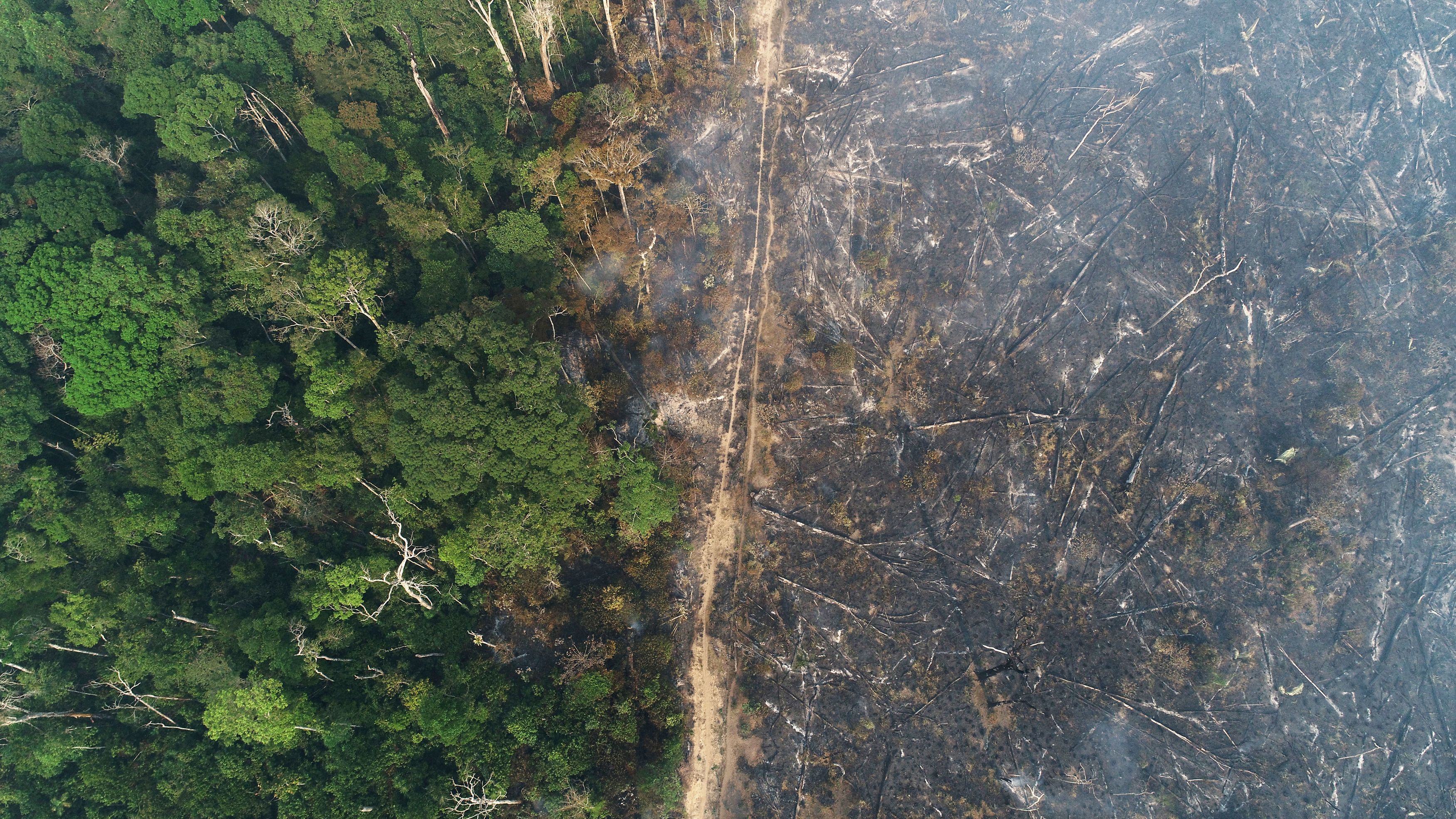 UnB Ciência - Degradação florestal supera desmatamento na Amazônia