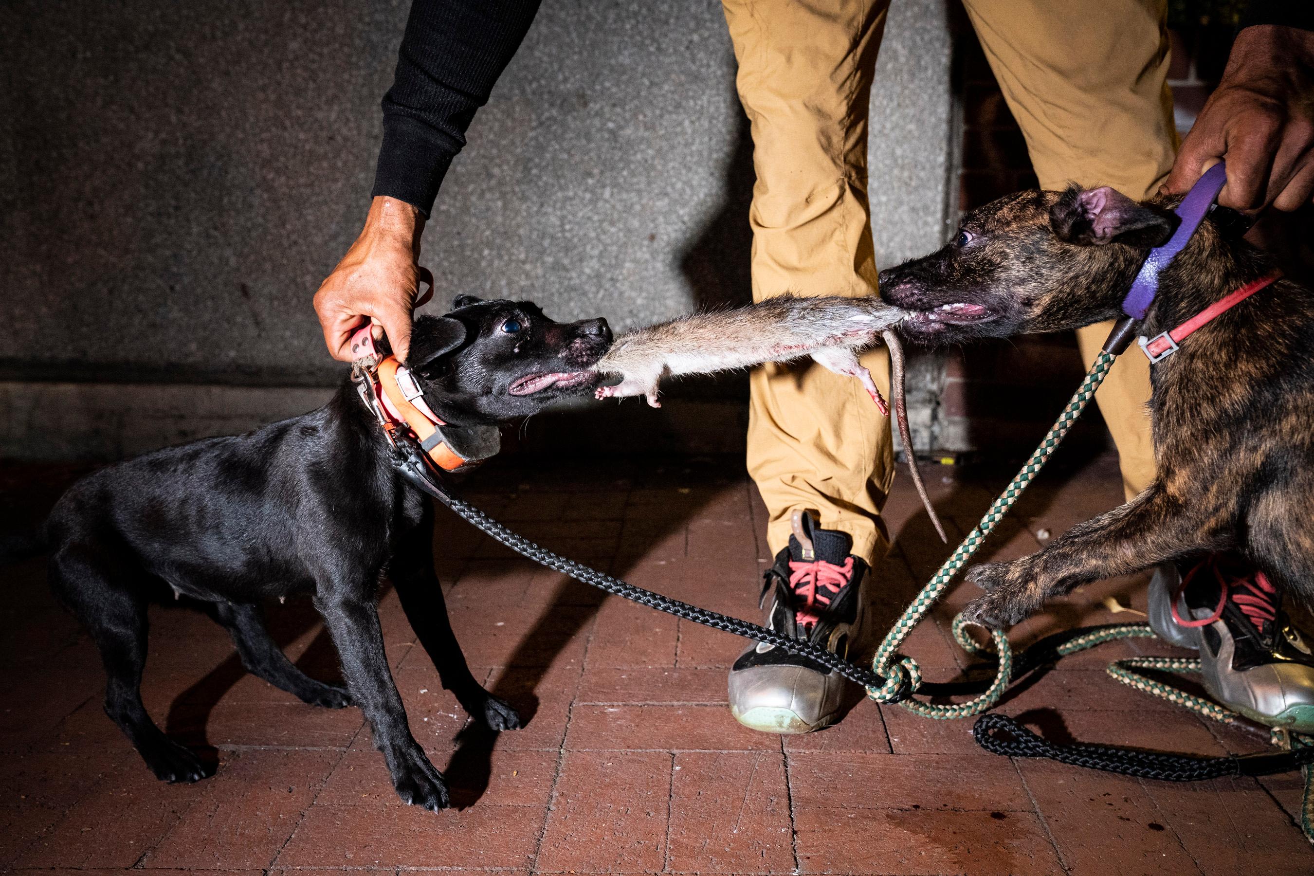 G1 - Grupo usa cães para caçar ratos gigantes na cidade de Nova York -  notícias em Planeta Bizarro