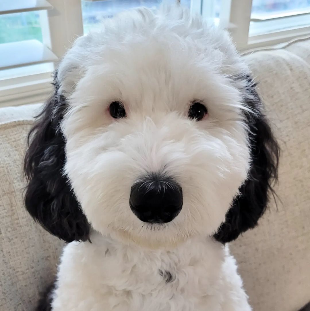 Cão viralizou por semelhança com Snoopy, personagem de Charles Schulz.