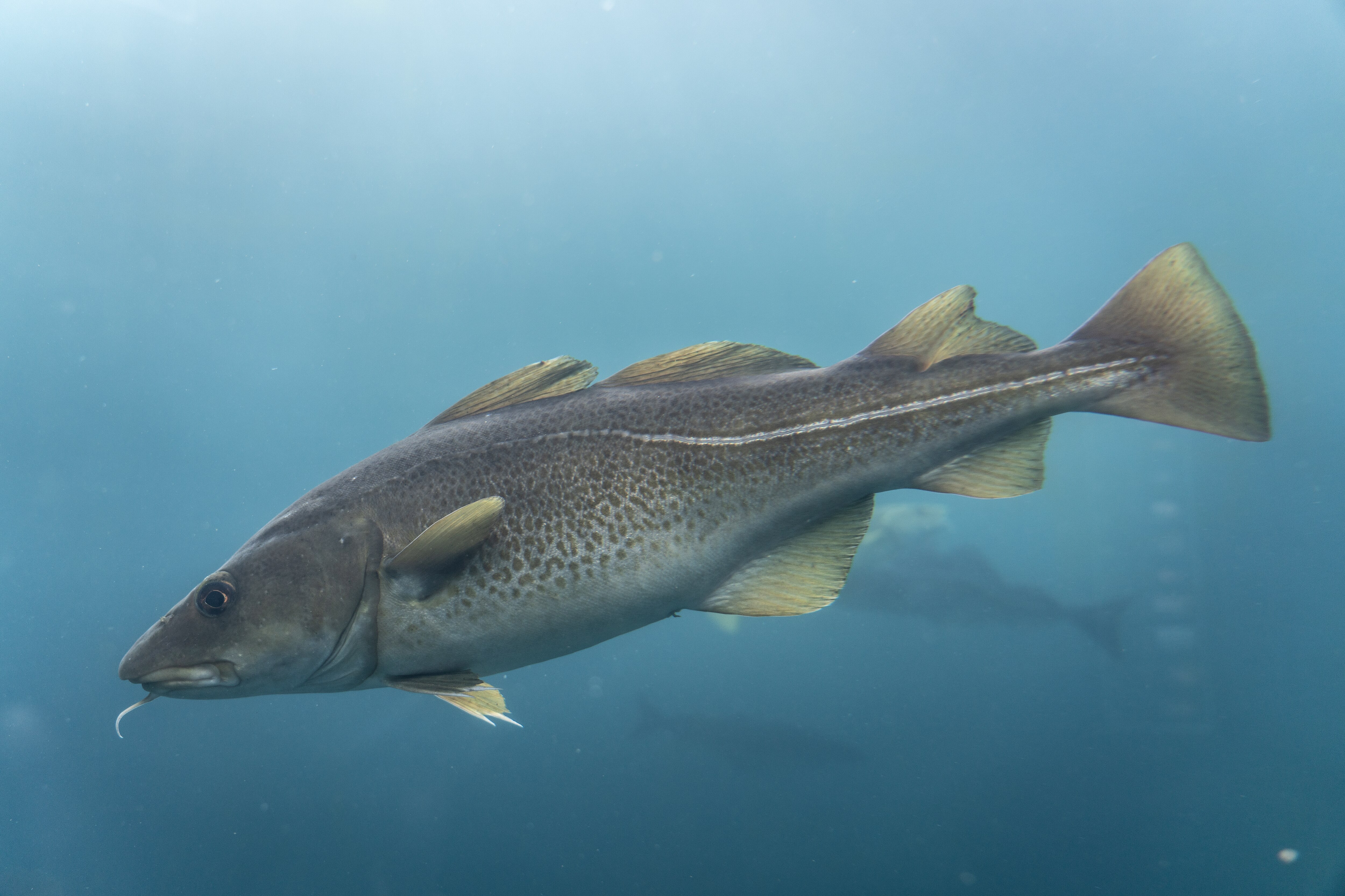 Você sabe dessalgar o bacalhau? Ao - Bacalhau da Noruega