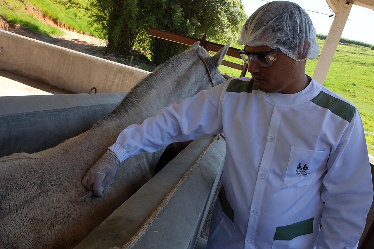 Soro contra a Covid-19 feito com plasma de cavalo será testado em