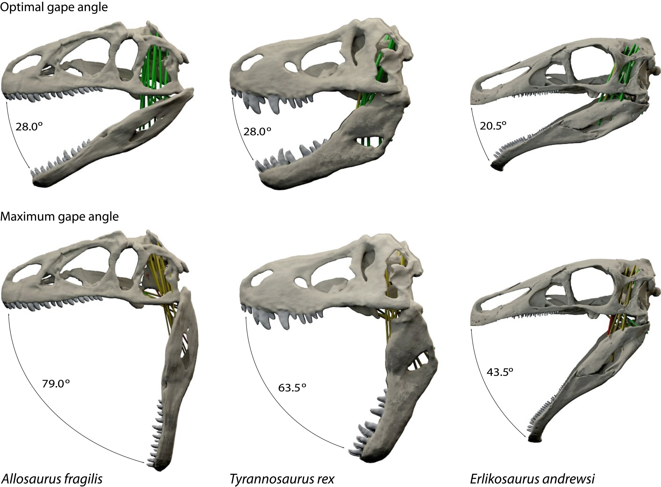 Qual é a abrangência do termo dinossauro? Quantos tipos havia à