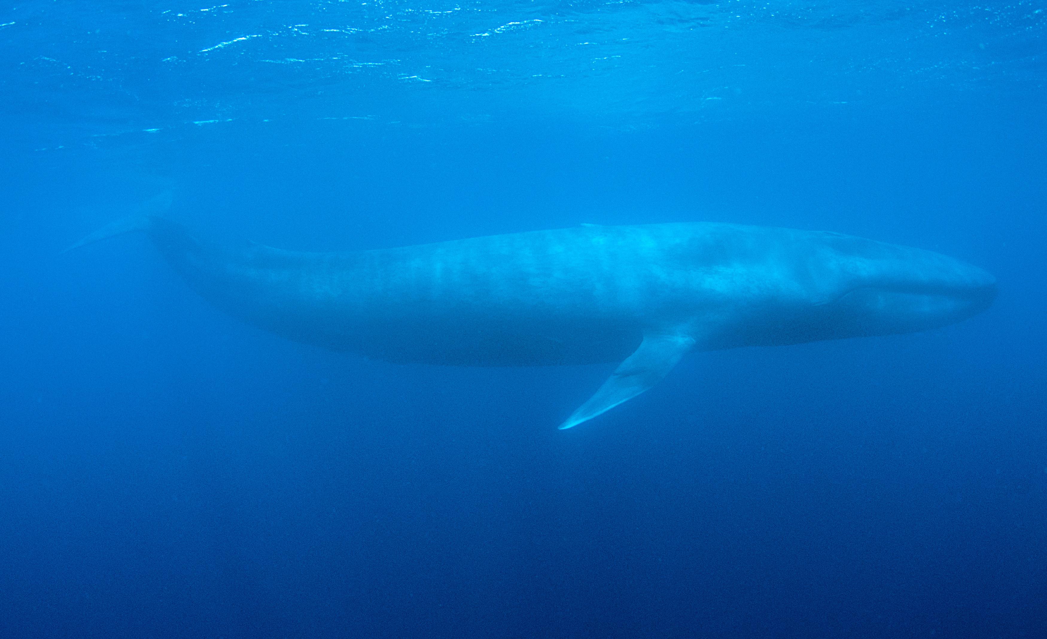  Na Mídia - Oito Estados têm suicídios e mutilações sob suspeita de  ligação com Baleia-Azul