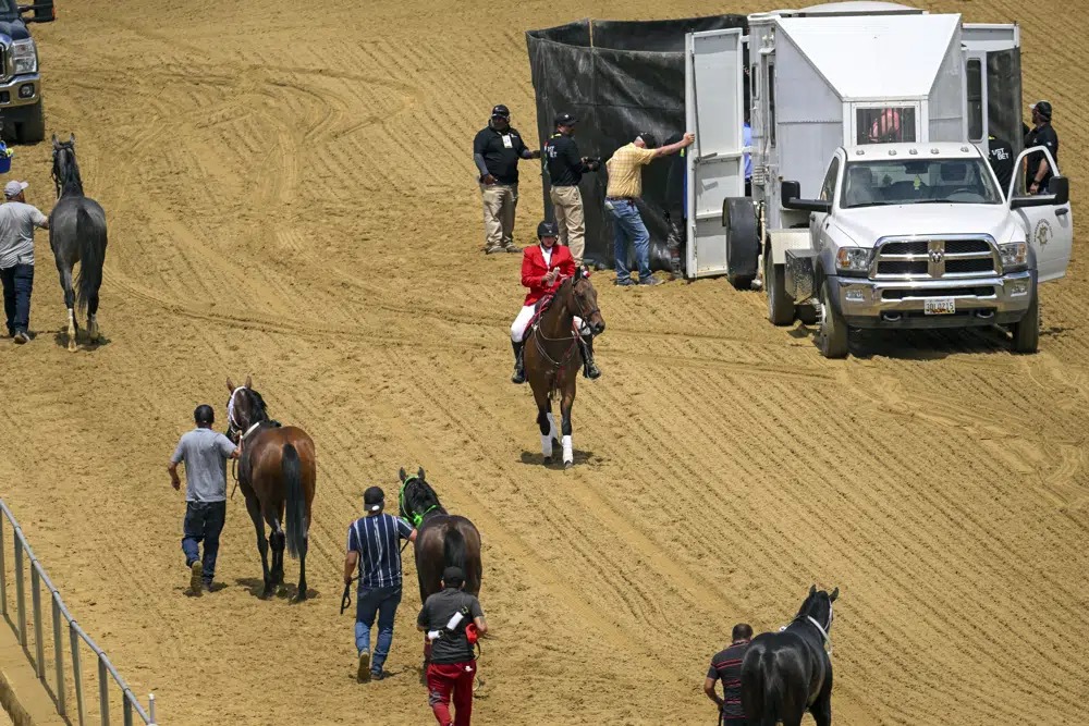 Os cavalos morrem antes do abate: a tragédia dos equinos