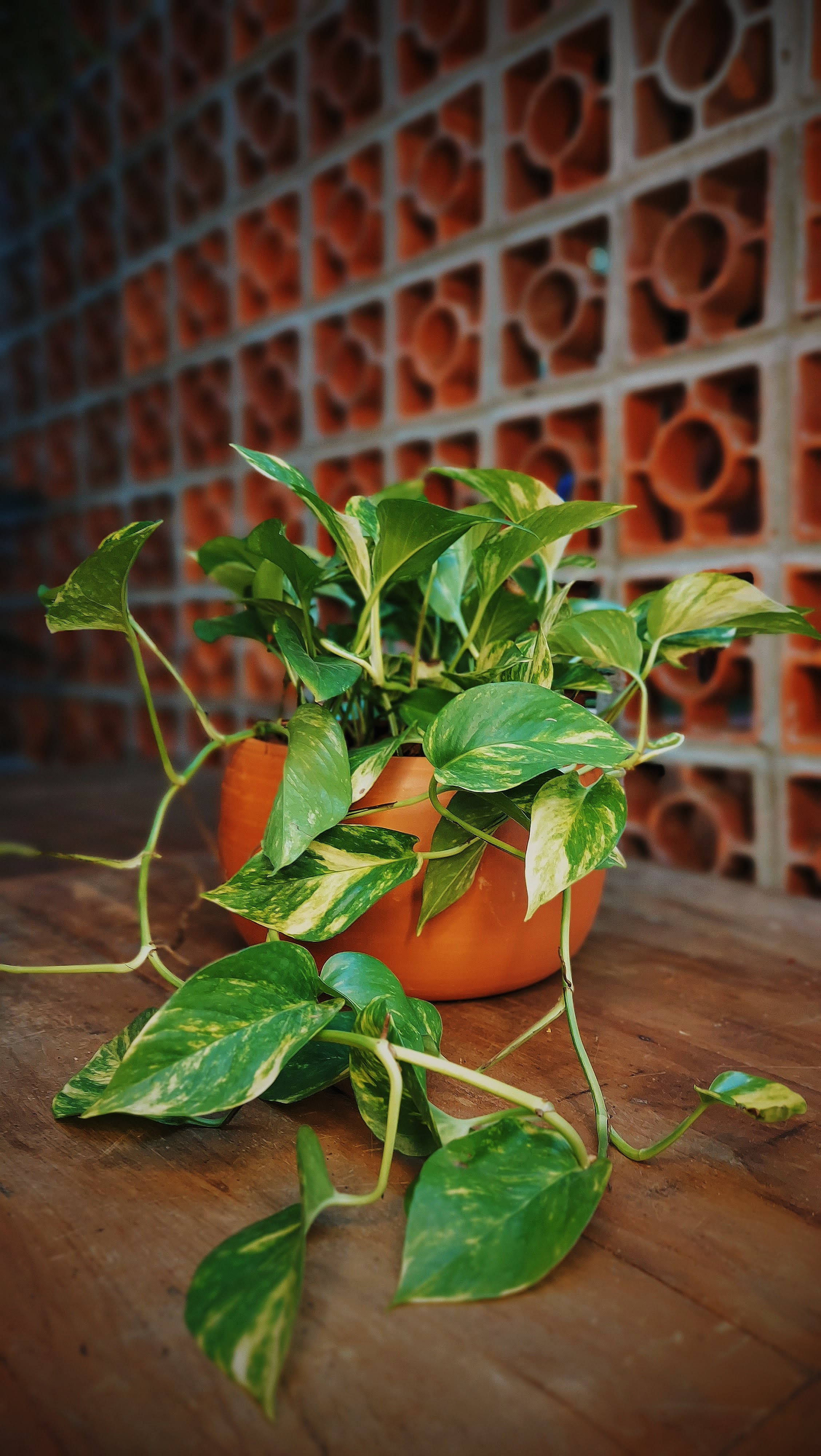 Que plantas escolher para locais com pouca luz e sombrios?