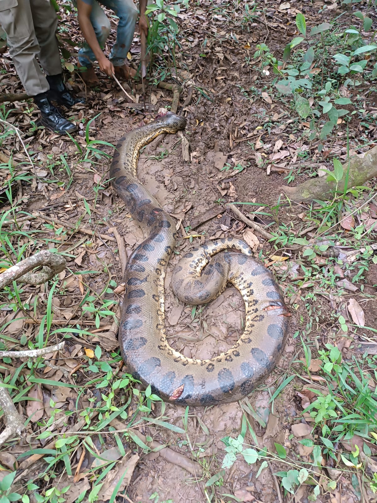 O 'canto' da serpente? Cientistas registram, pela 1ª vez na América Latina,  som emitido por cobra