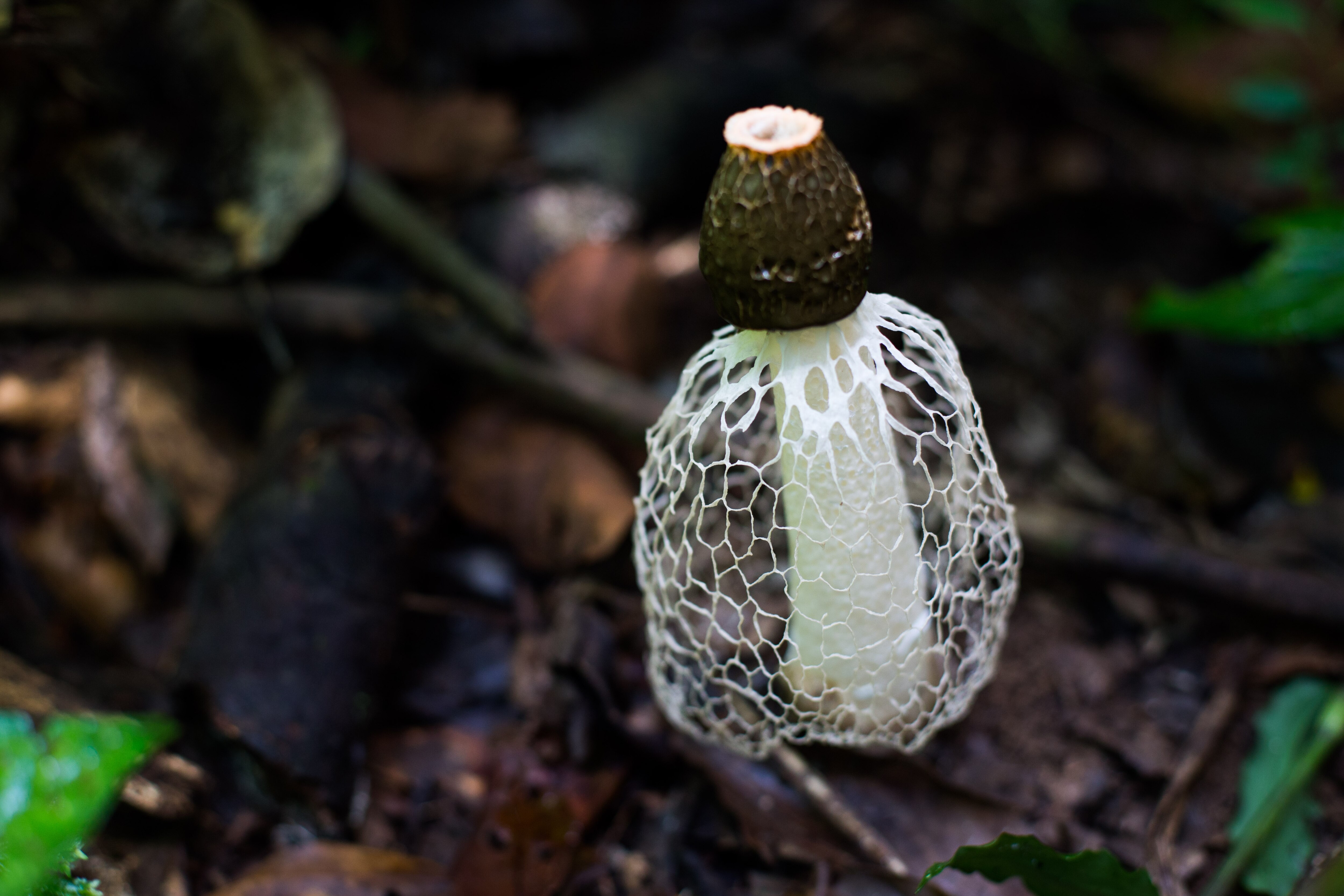 Cogumelos Selvagens da Mata Atlântica 