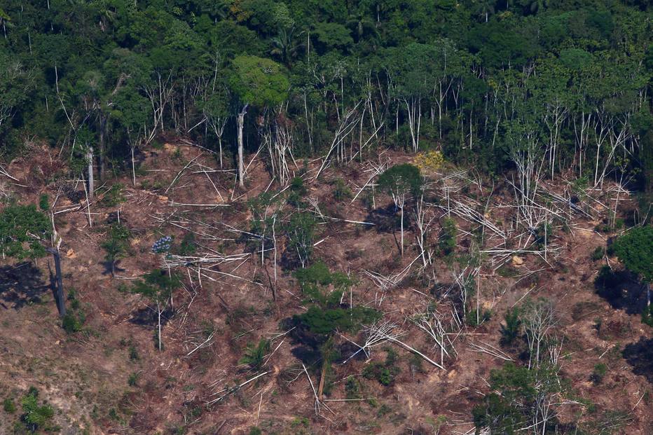 A volta da onça-parda, um felino resiliente - reaparecimento no Rio de  Janeiro