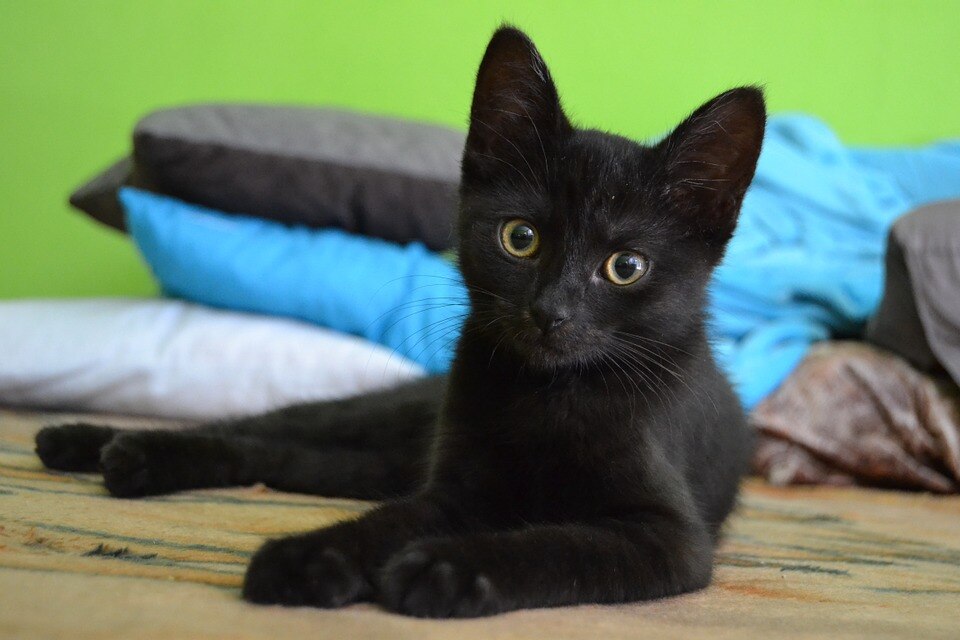 Gatos famosos - A senhora do gatinho