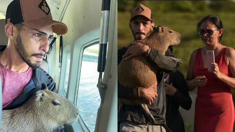 Há melhor amigo que uma capivara? : r/brasil