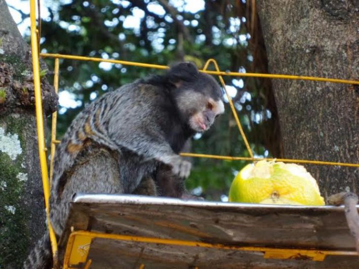 Macaco sagüi em uma árvore na natureza