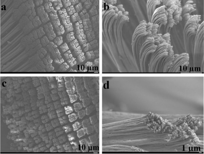 van der waals forças lagartixa