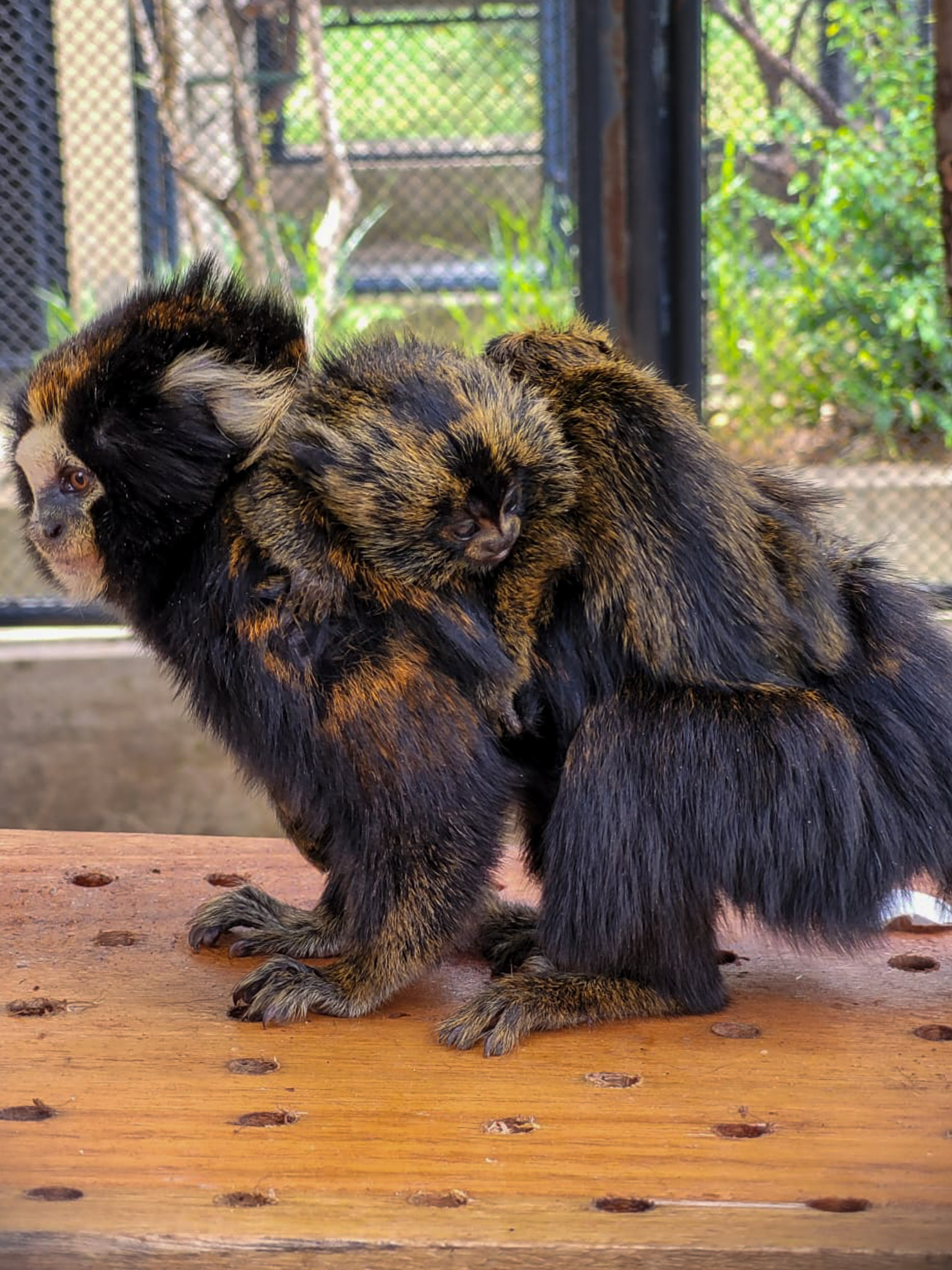 Macaco sagui em estado selvagem no rio de janeiro brasil