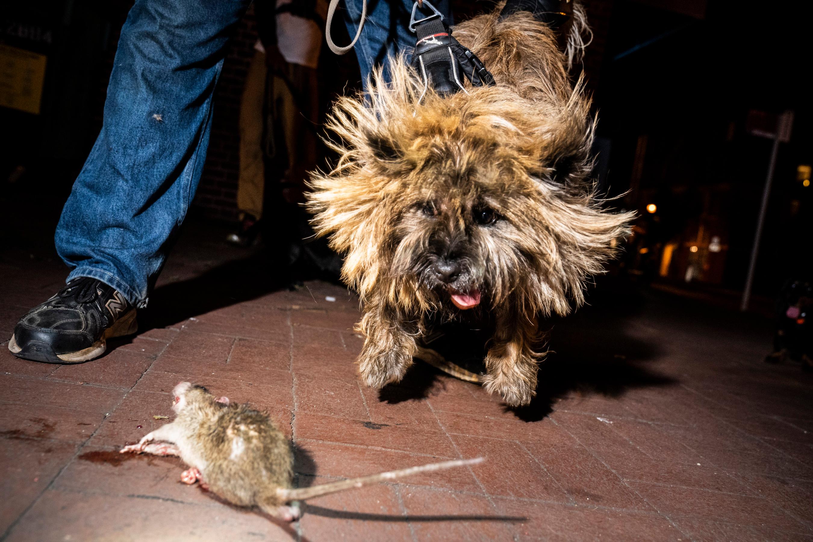 caça ao rato gigante