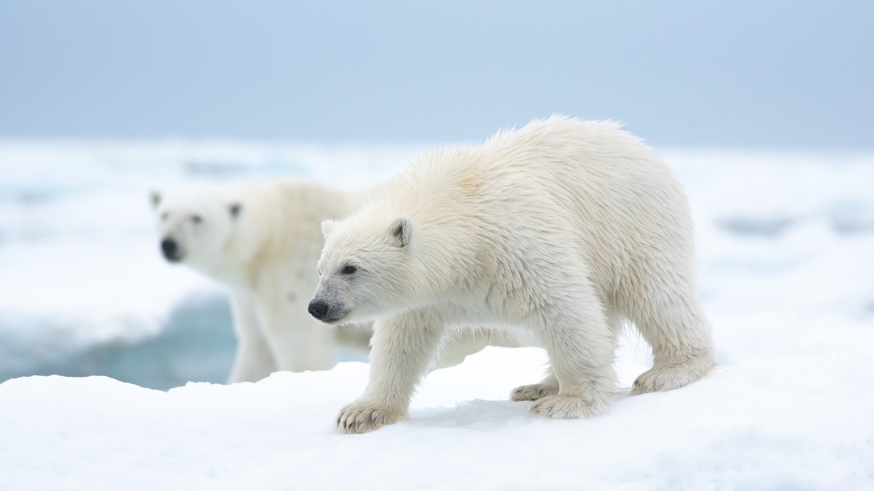 A Ursa Polar': Confira 5 curiosidades sobre os ursos polares antes