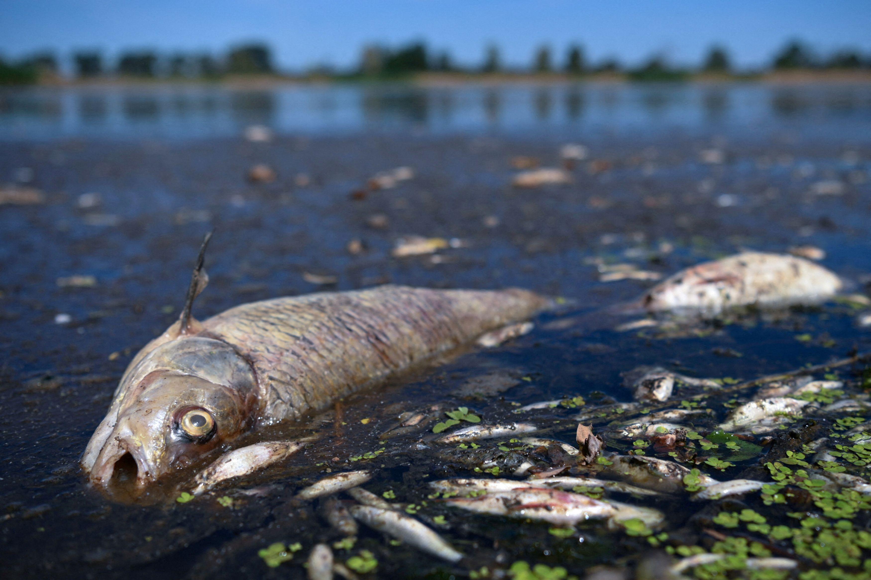 Morre beluga que estava perdida no rio Sena, na França, Mundo