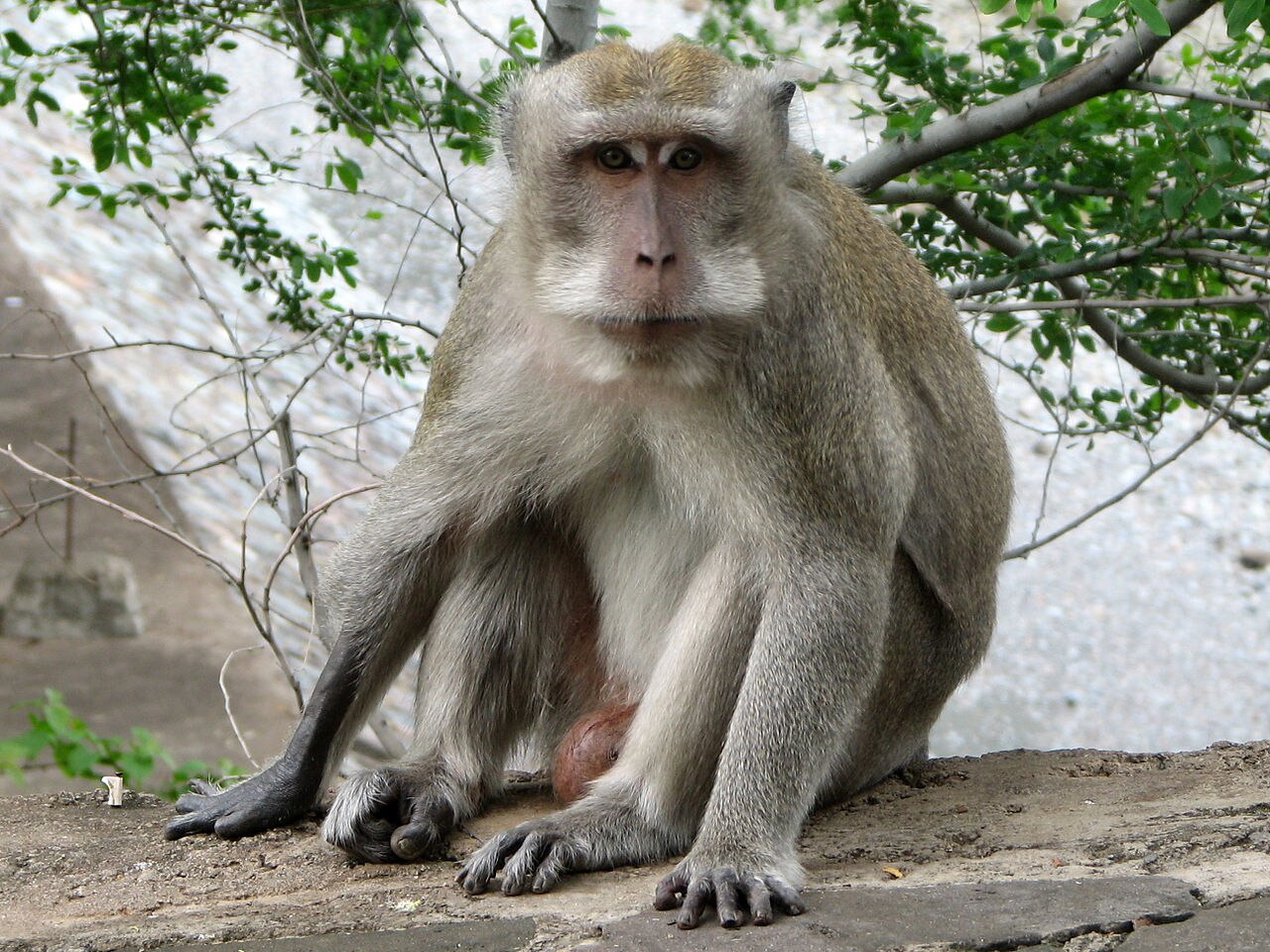 Macaco misterioso na Malásia pode ser um híbrido, resultado do