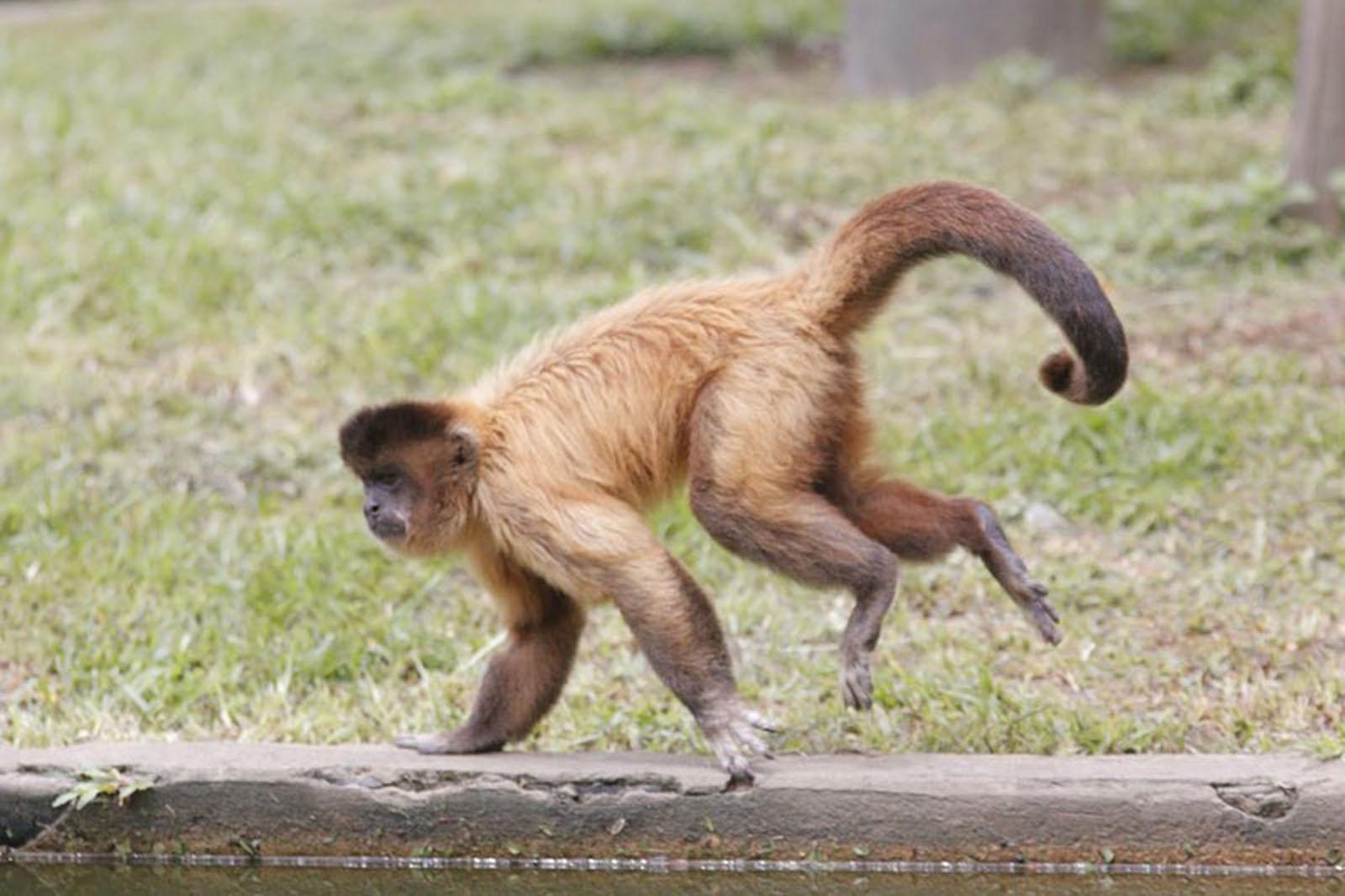 Macaco ou primata? Entenda as diferenças entre os termos, Comportamento