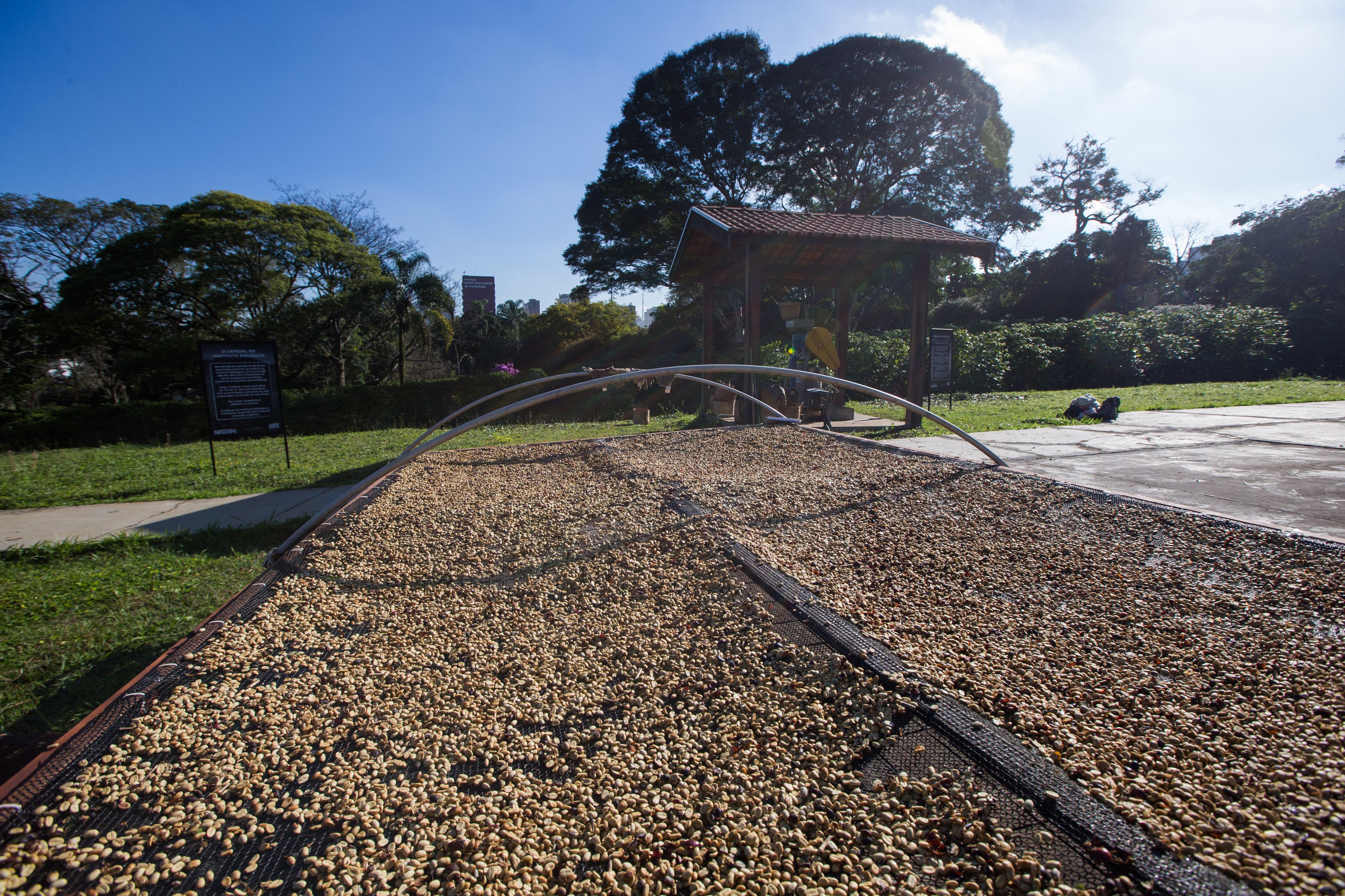 Por trás dos prédios, encontramos o maior cafezal urbano e uma inimaginável fazenda vertical - Estadão