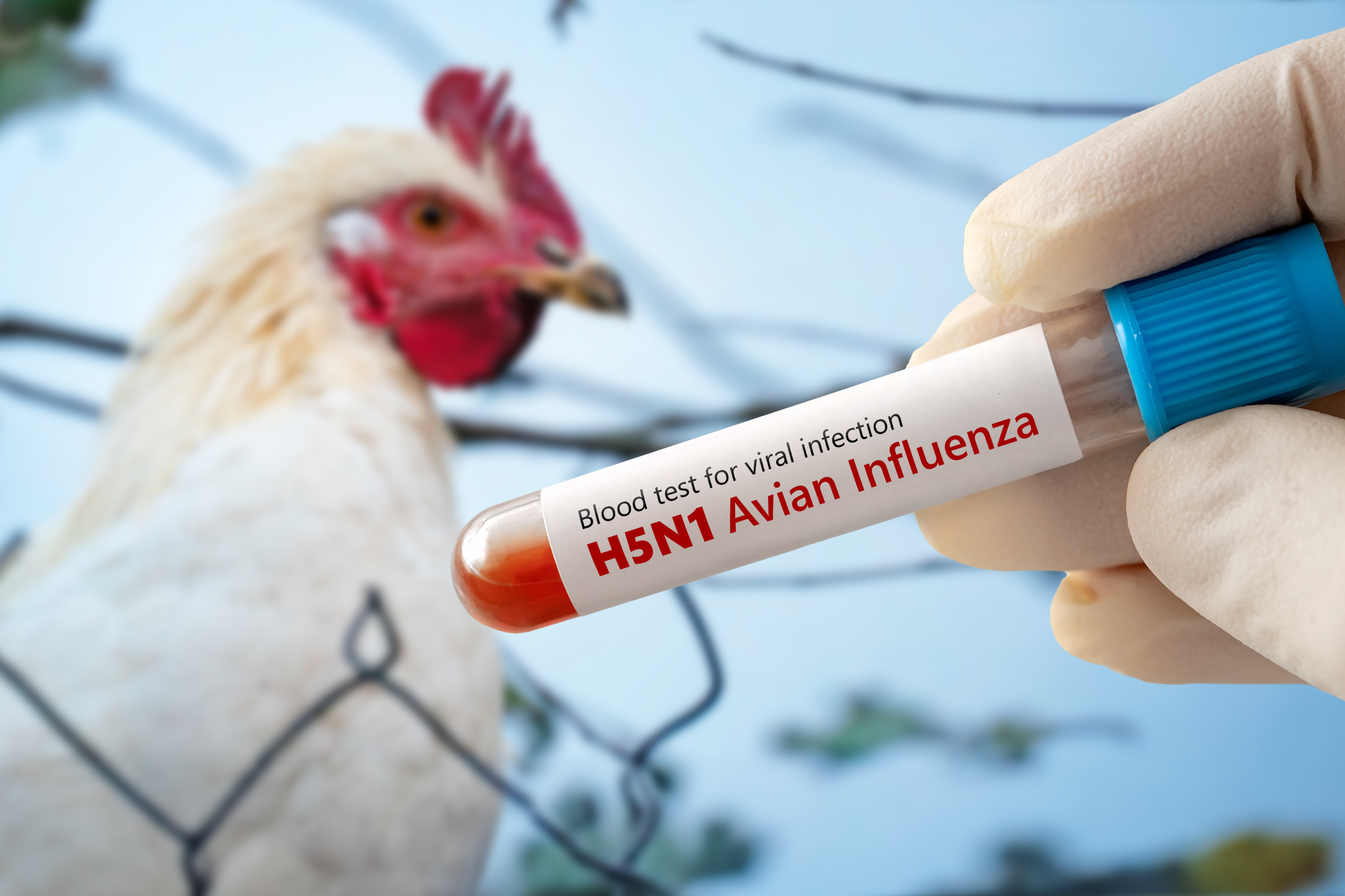 Gripe aviária: o que é, quais os riscos e como se proteger ...