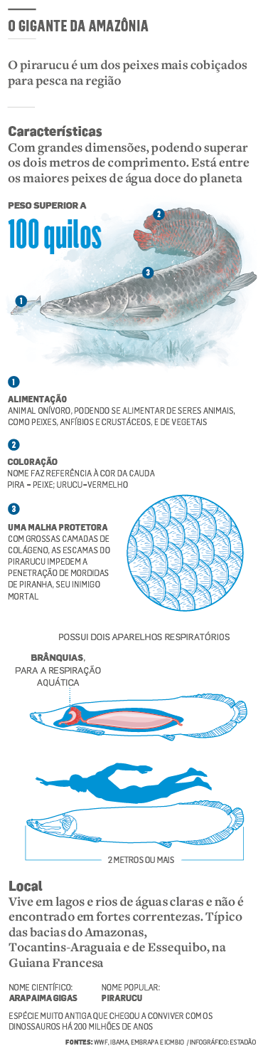 Entenda por que o pirarucu, peixe nativo da Amazônia, é um perigo para os  rios de SP, Rondônia Rural