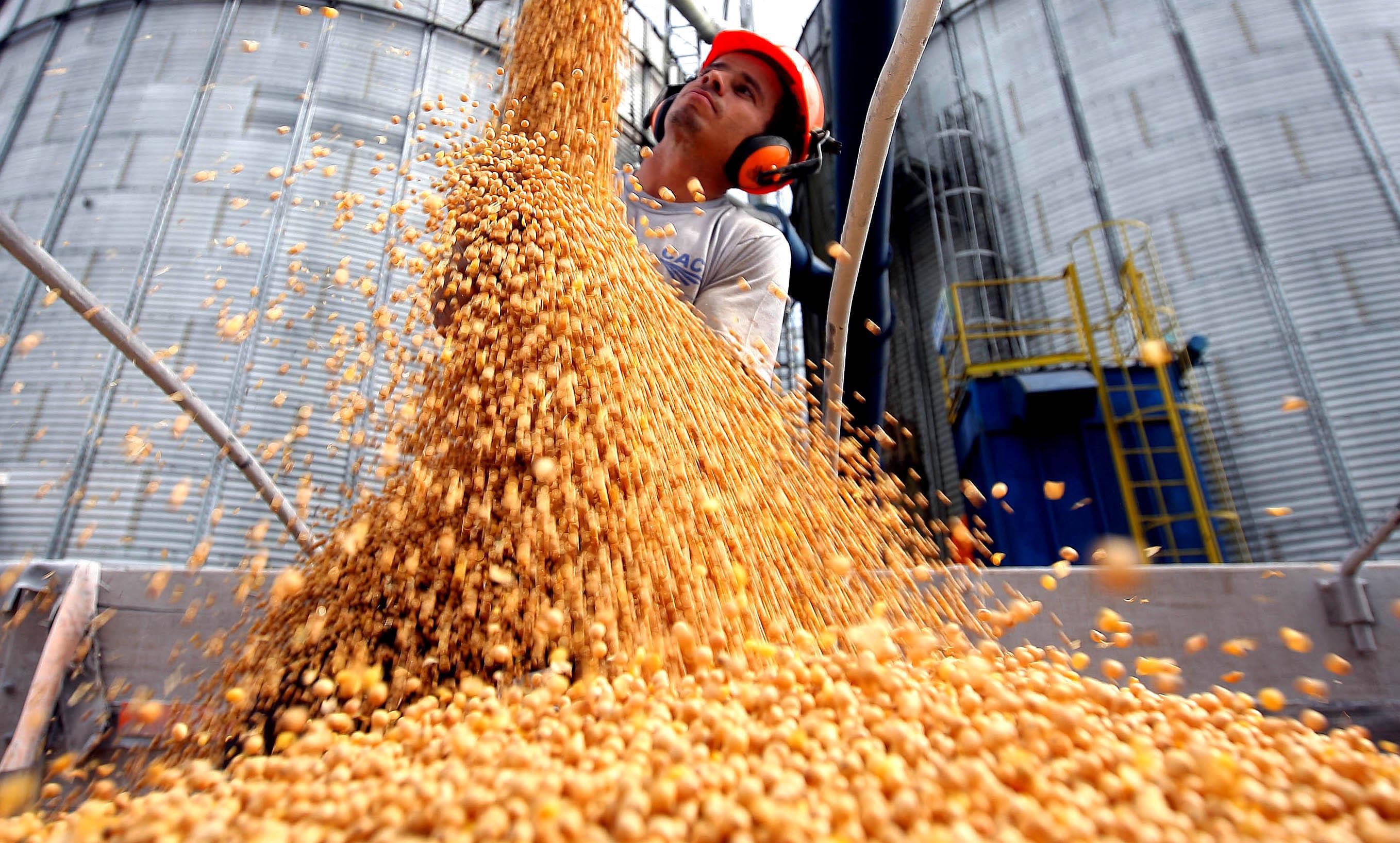 Algodão: Brasil pode bater recorde de colheita em 2024 