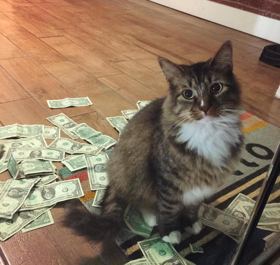 Coloque algum dinheiro no gatinho com Cats and Cash!