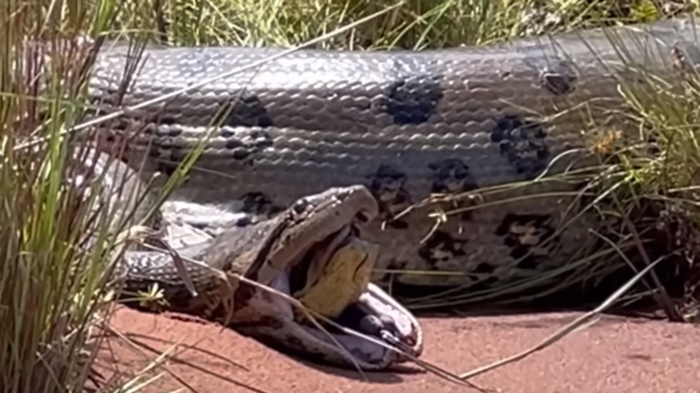 Butantan pesquisará sucuri gigante cuspindo cobra; como isso