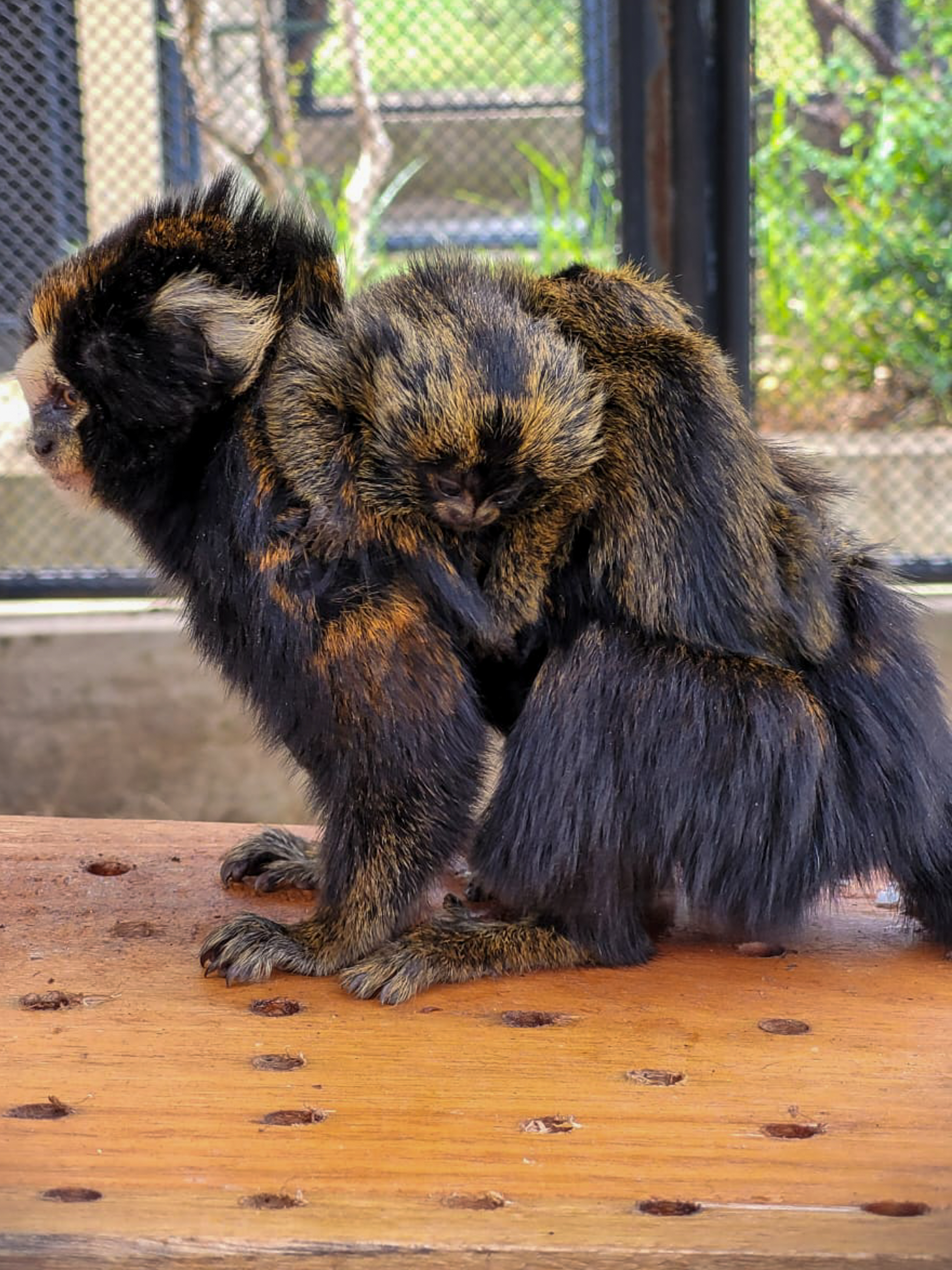 Macaco sagui em estado selvagem no rio de janeiro brasil