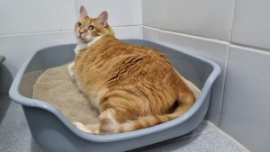 Lançamento: a caixa de areia ideal para os gatos - Estadão