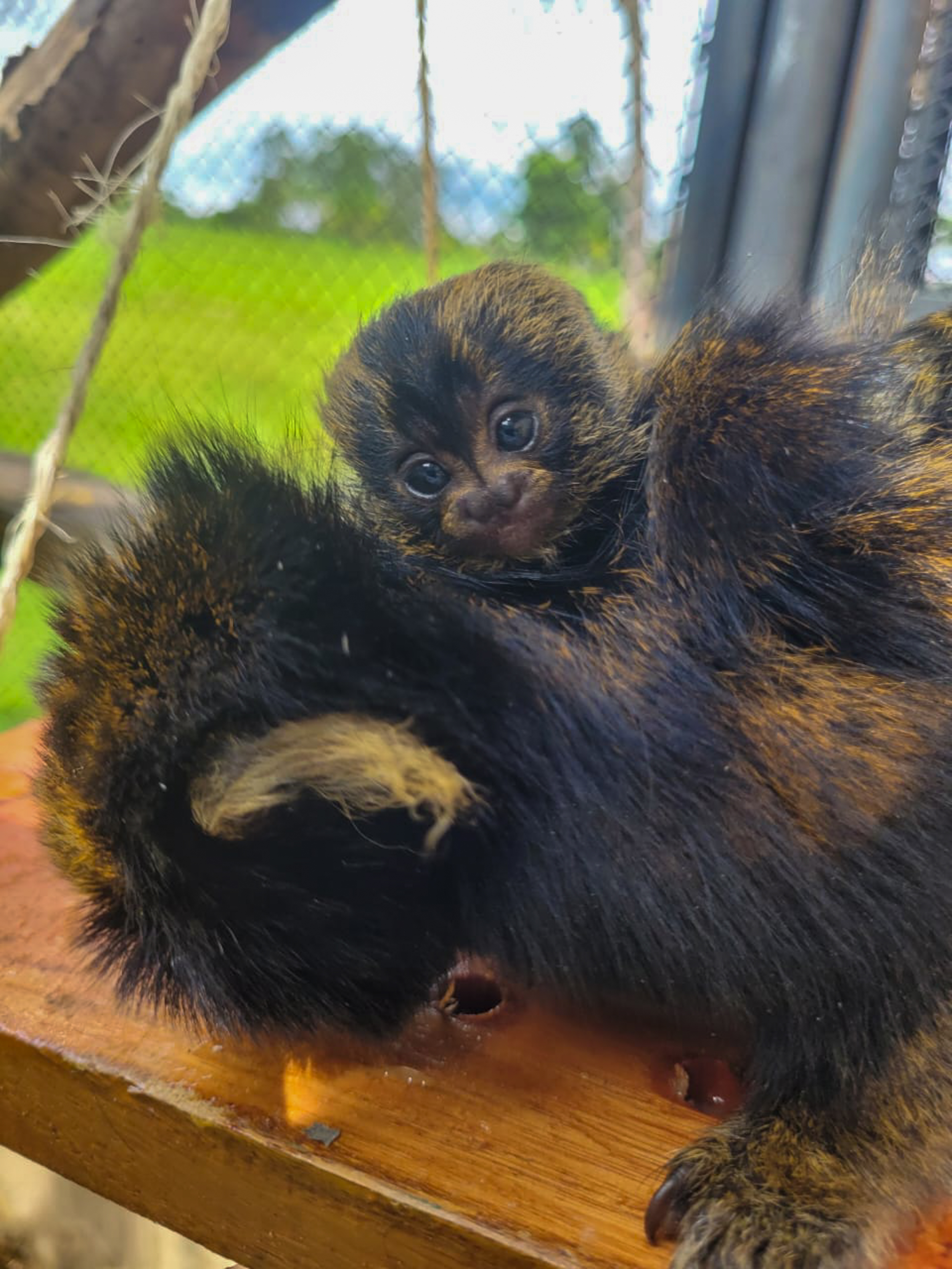 Macaco Sagui, Essa espécie está em extinção devido a destru…