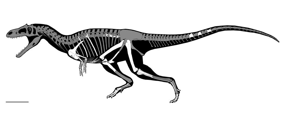 Novo T-rex: cientistas descobrem fóssil de dinossauro gigante com braços  curtos