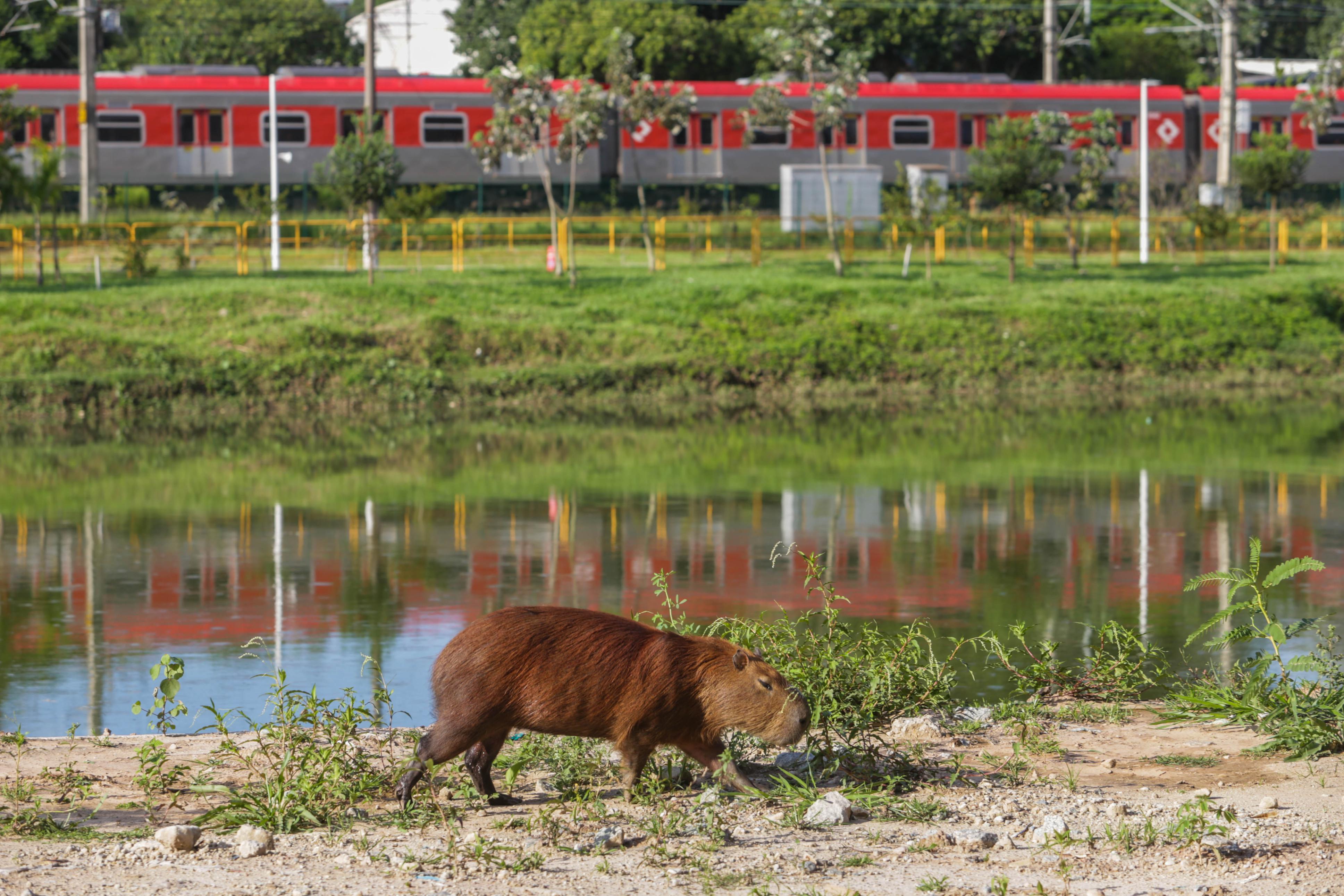 Influenciador consegue guarda provisória da Capivara Filó; entenda a disputa