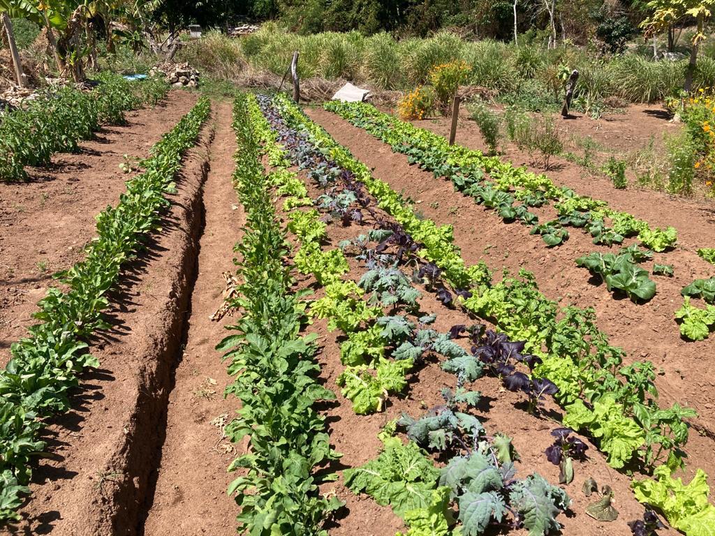 Aguas frescas!, ¡aguas frescas!, Secretaría de Agricultura y Desarrollo  Rural, Gobierno