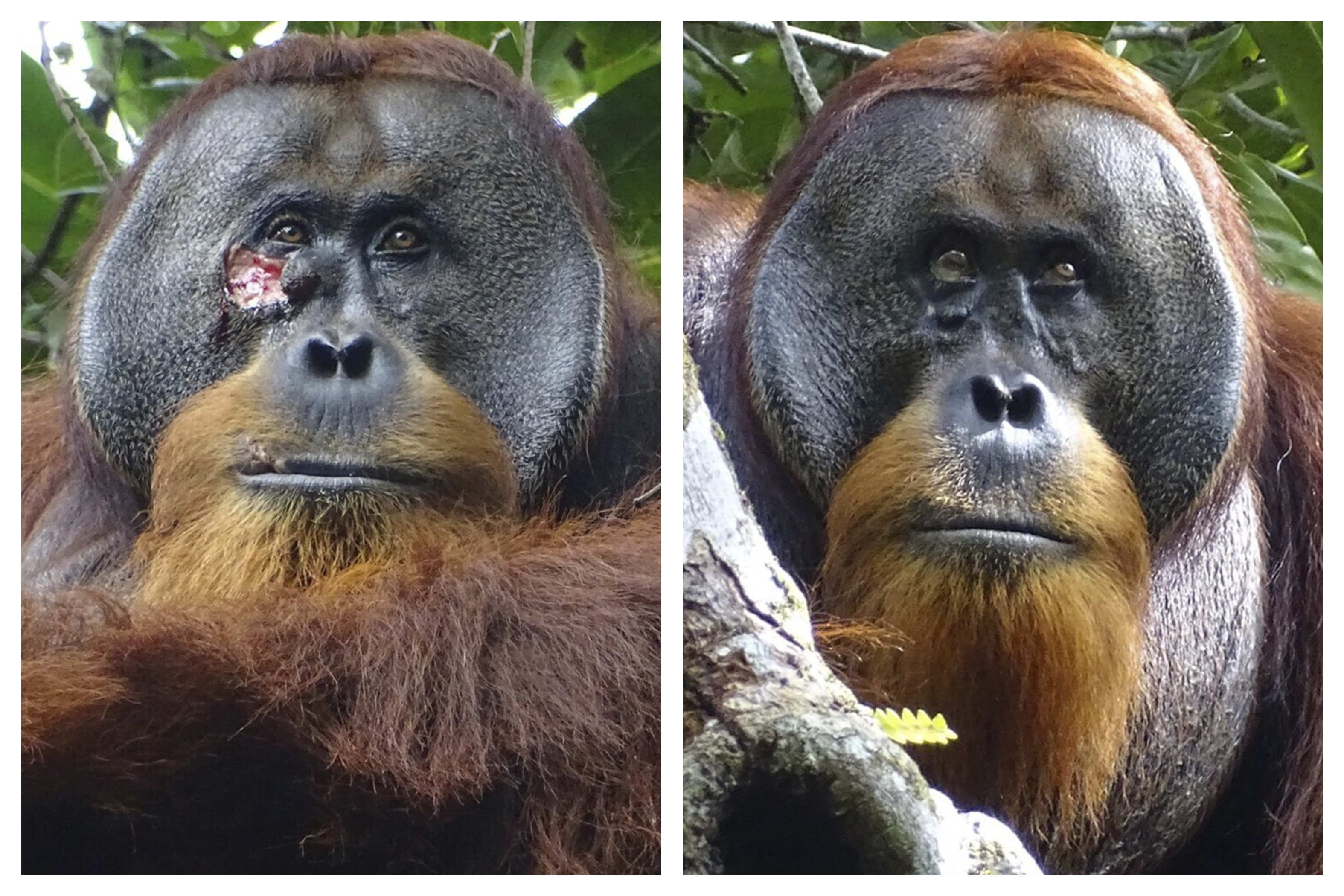Observan por primera vez a un orangután curándose una herida con plantas medicinales