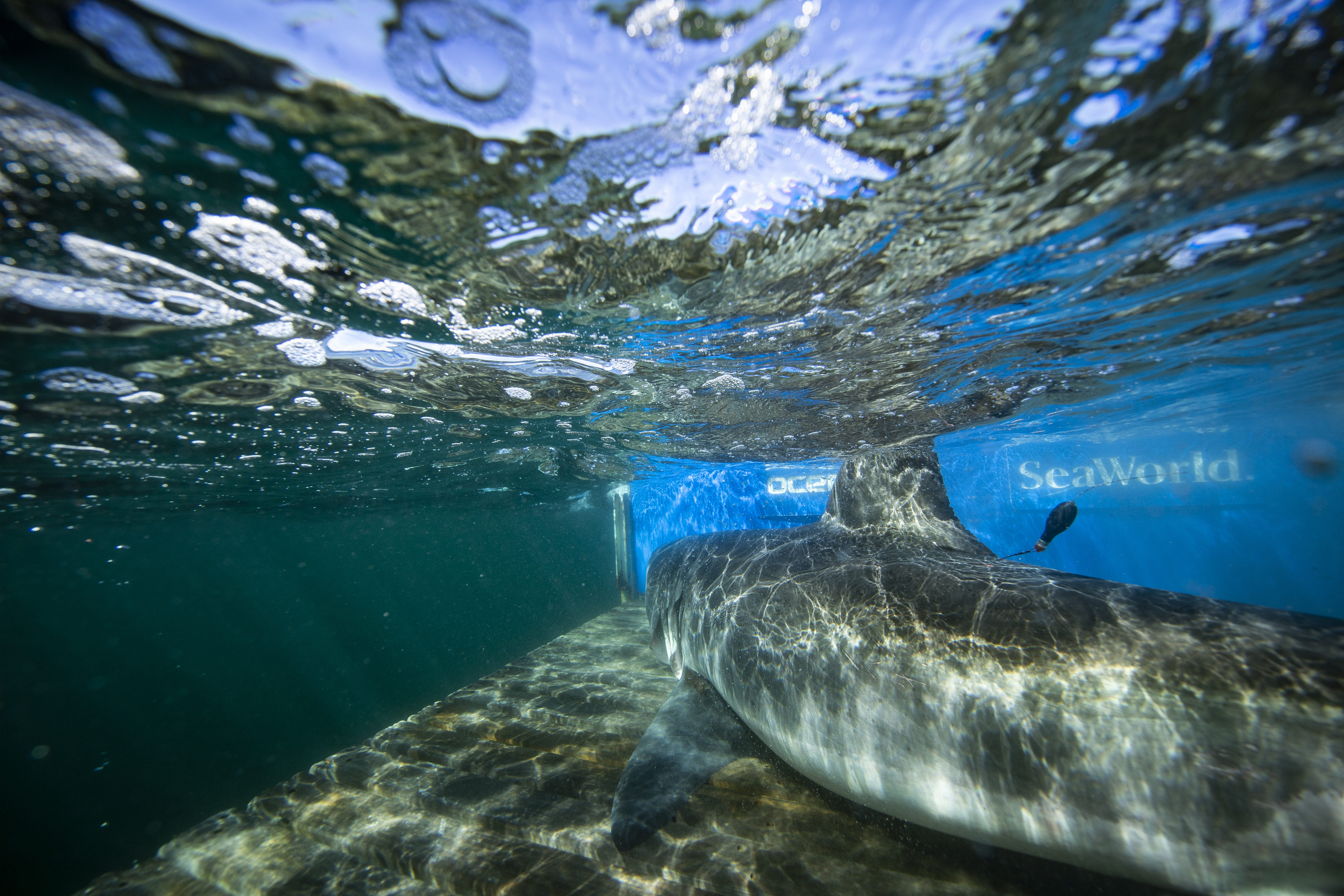 Nearly 1,500-pound, 14-foot great white shark 'Breton' pings