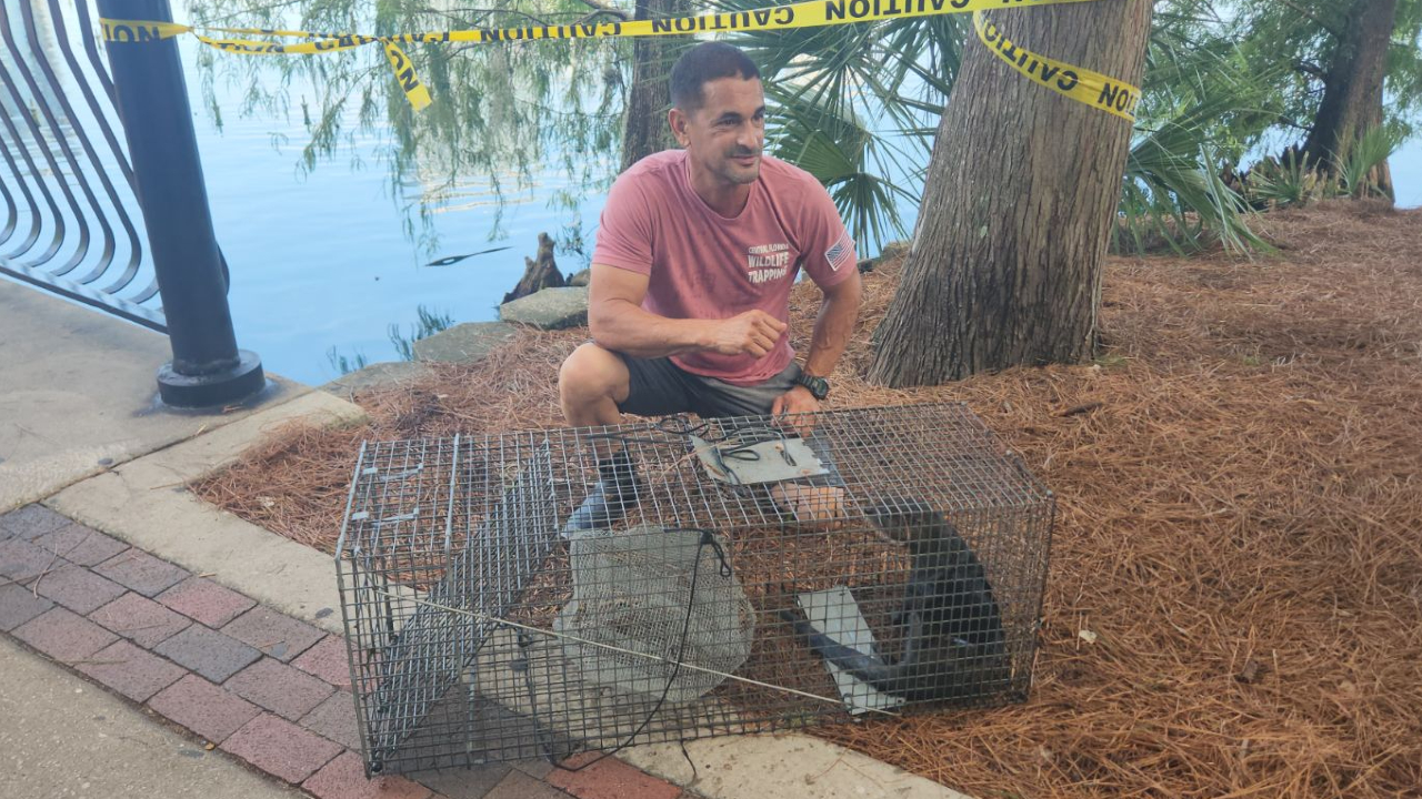 River otter removed from Lake Eola Park following swan deaths