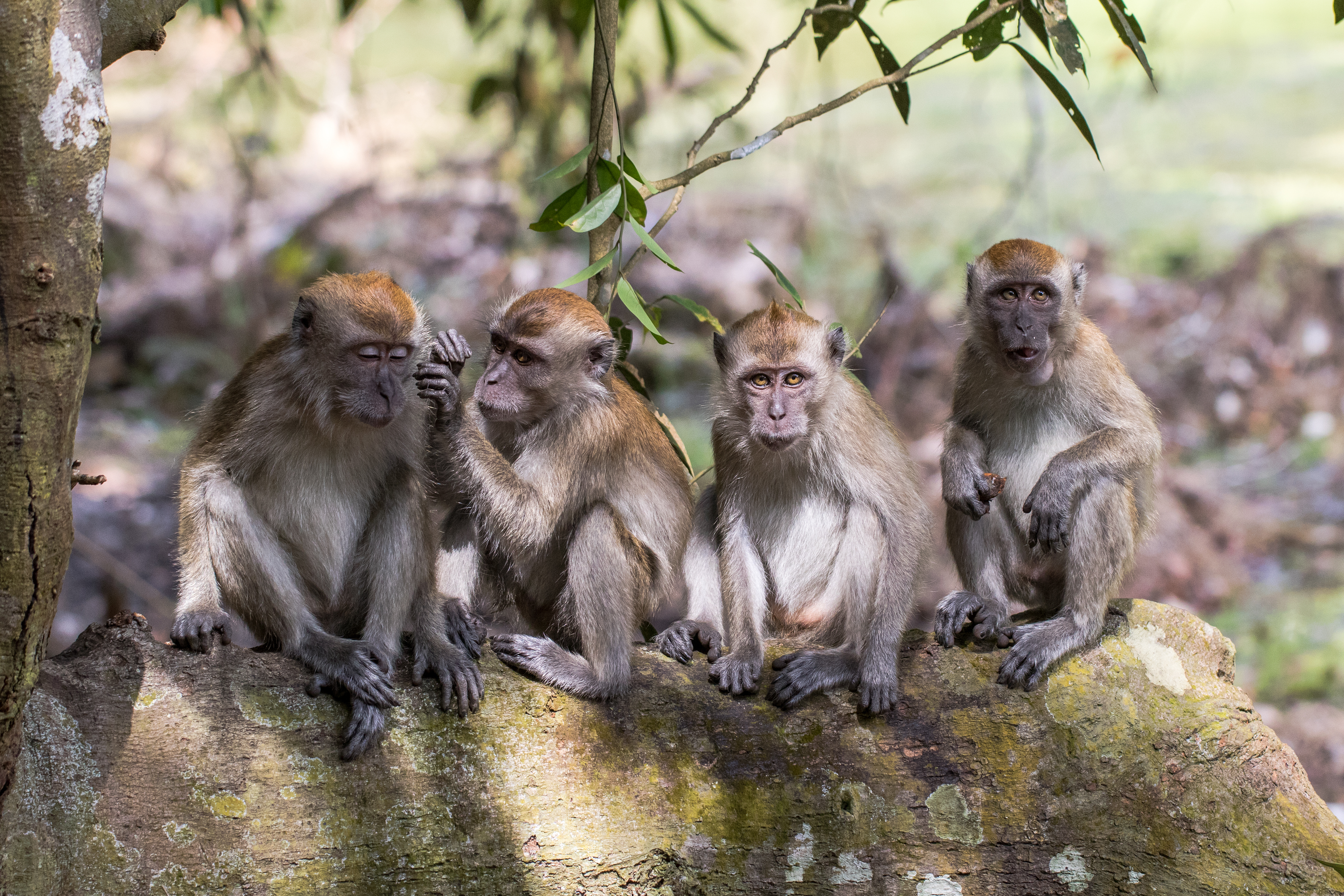 8 Charged in Scheme to Smuggle Endangered Monkeys From Asia, U.S.