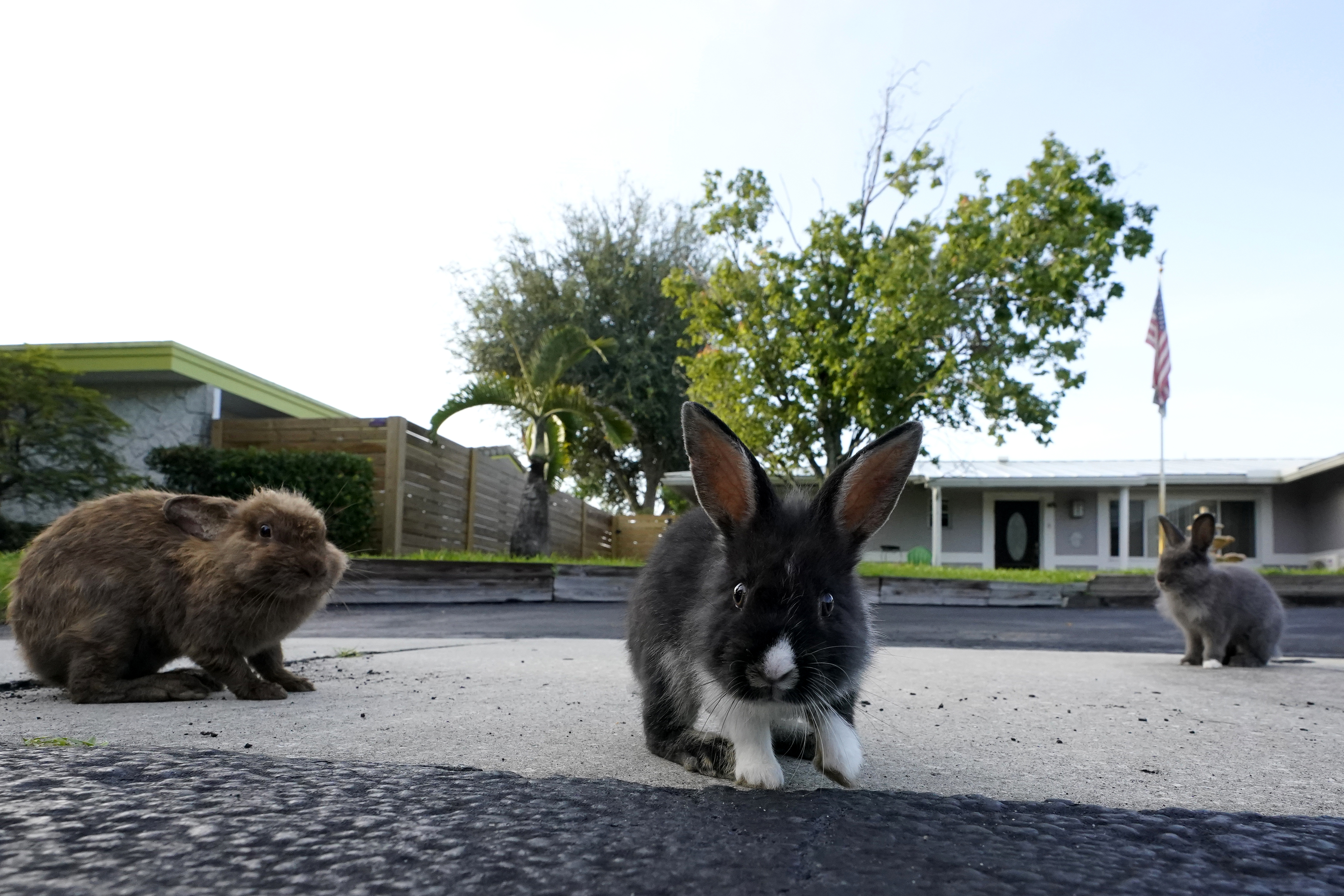Fuzzy invasion of domestic rabbits has a Florida suburb hopping