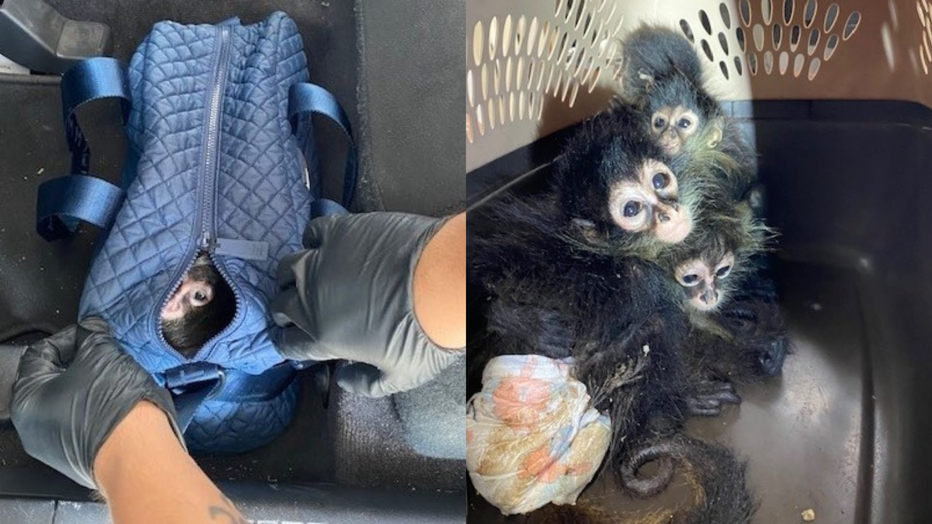 Spider monkey on loose in Southeast Houston corralled by BARC after  encounter with dog – Houston Public Media