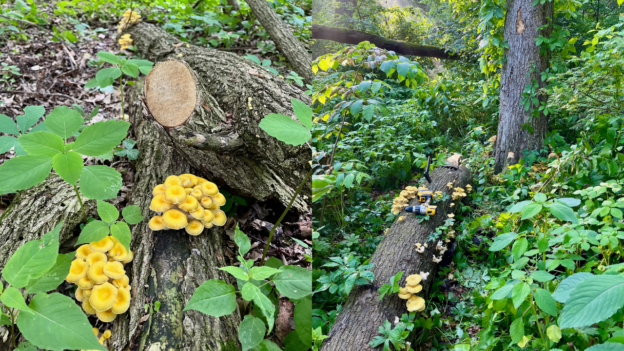 Really terrifying:' This mushroom could quietly invade Florida if