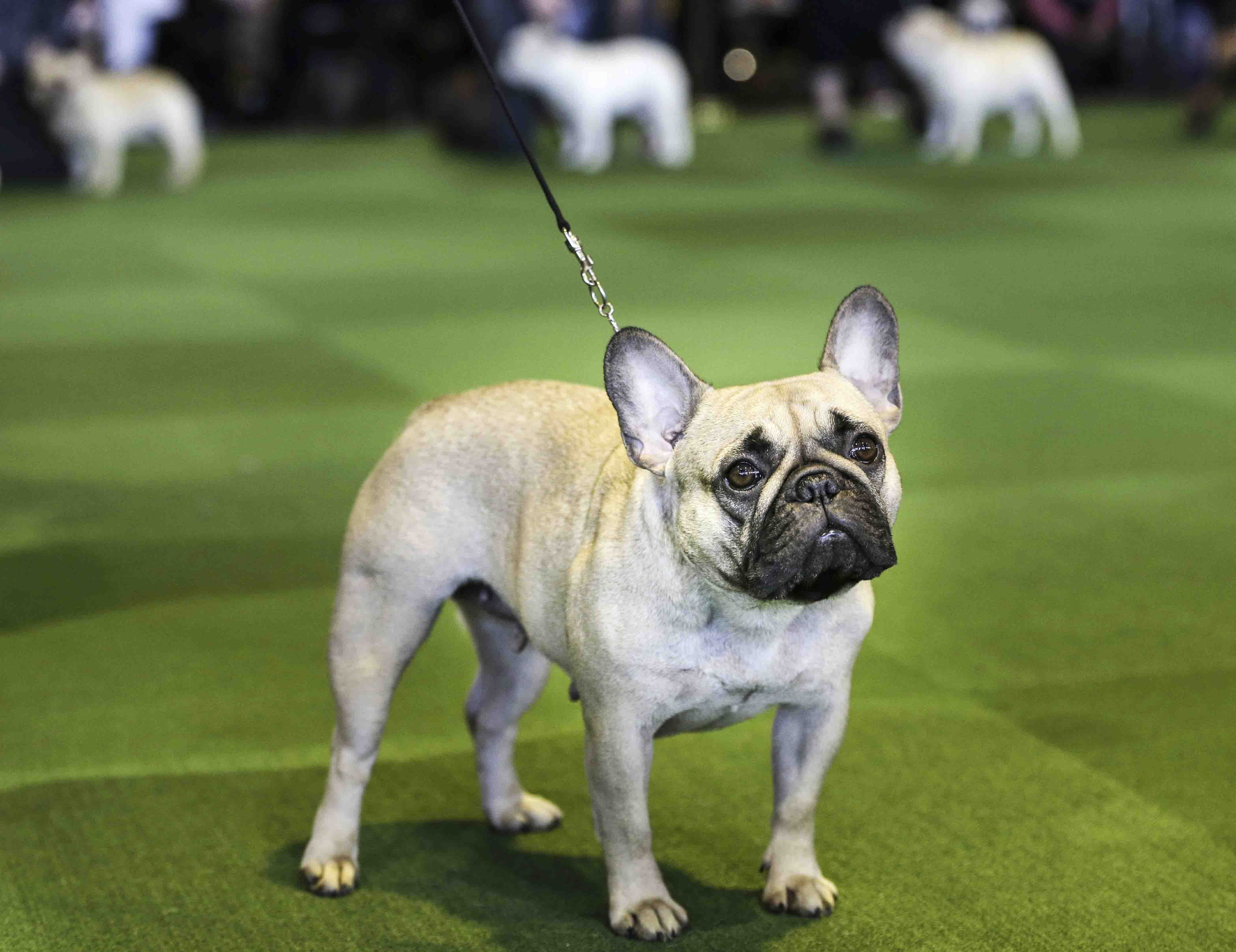 French bulldogs are now the US's most popular dog. Here's the dilemma of  the designer dog - Vox