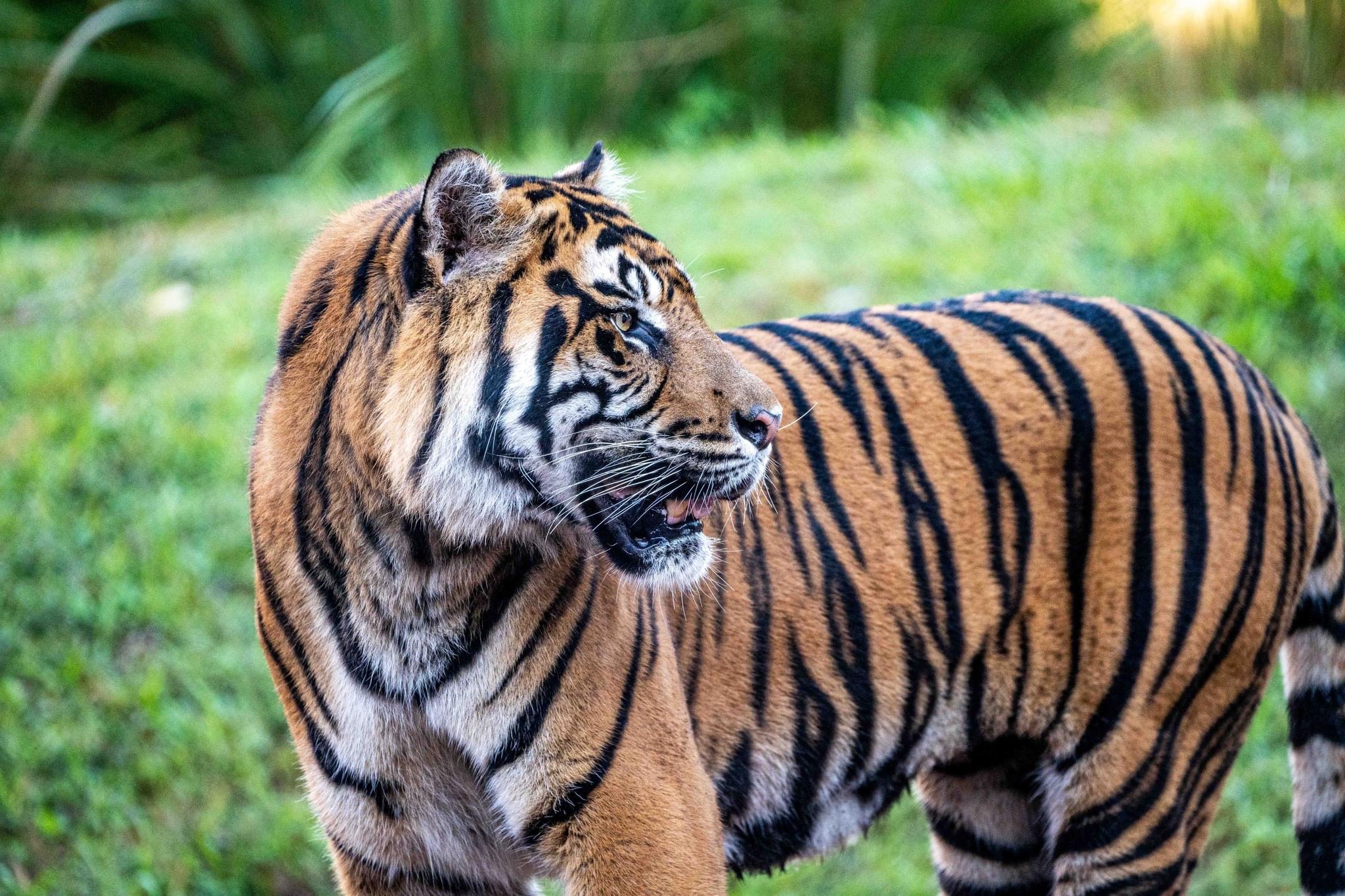 Welcome, Conrad: Disney's new Sumatran tiger