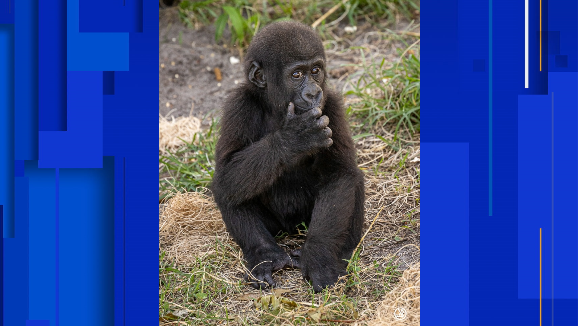 3-year-old gorilla becomes 4th primate to die due to bacterial