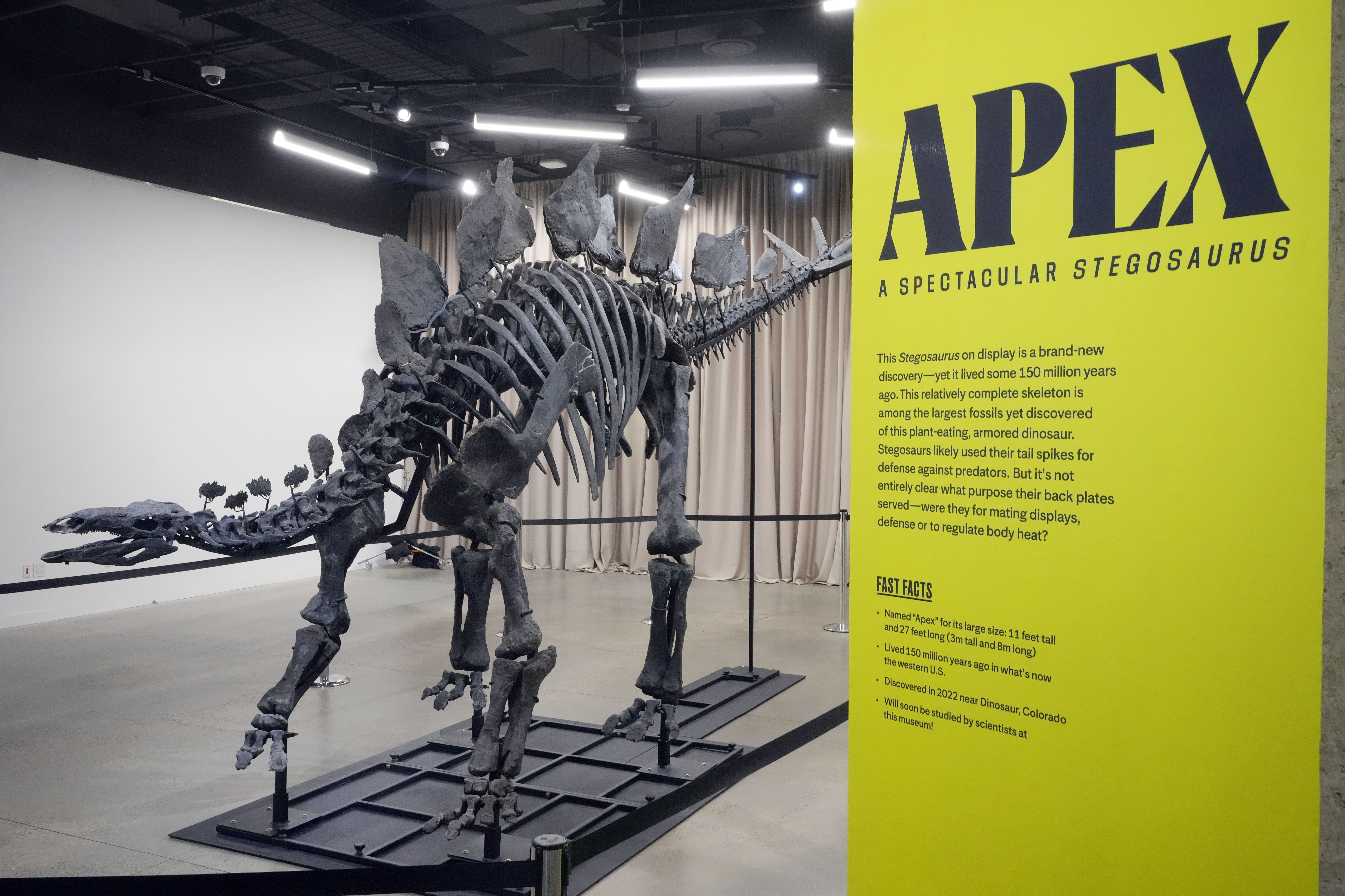 Apex the $45M stegosaurus is on display in New York. Here's what