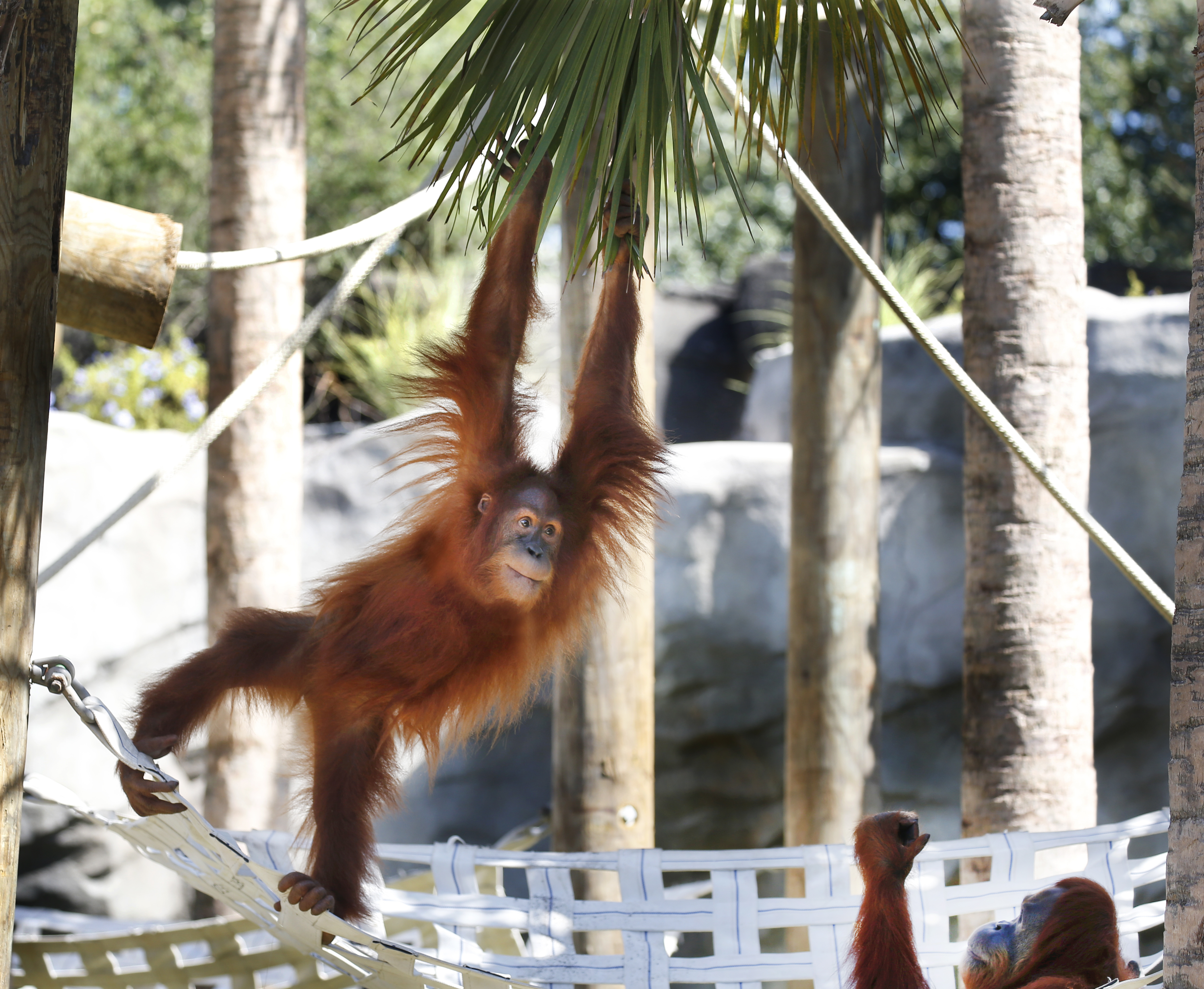 Endangered orangutan in New Orleans expecting twins