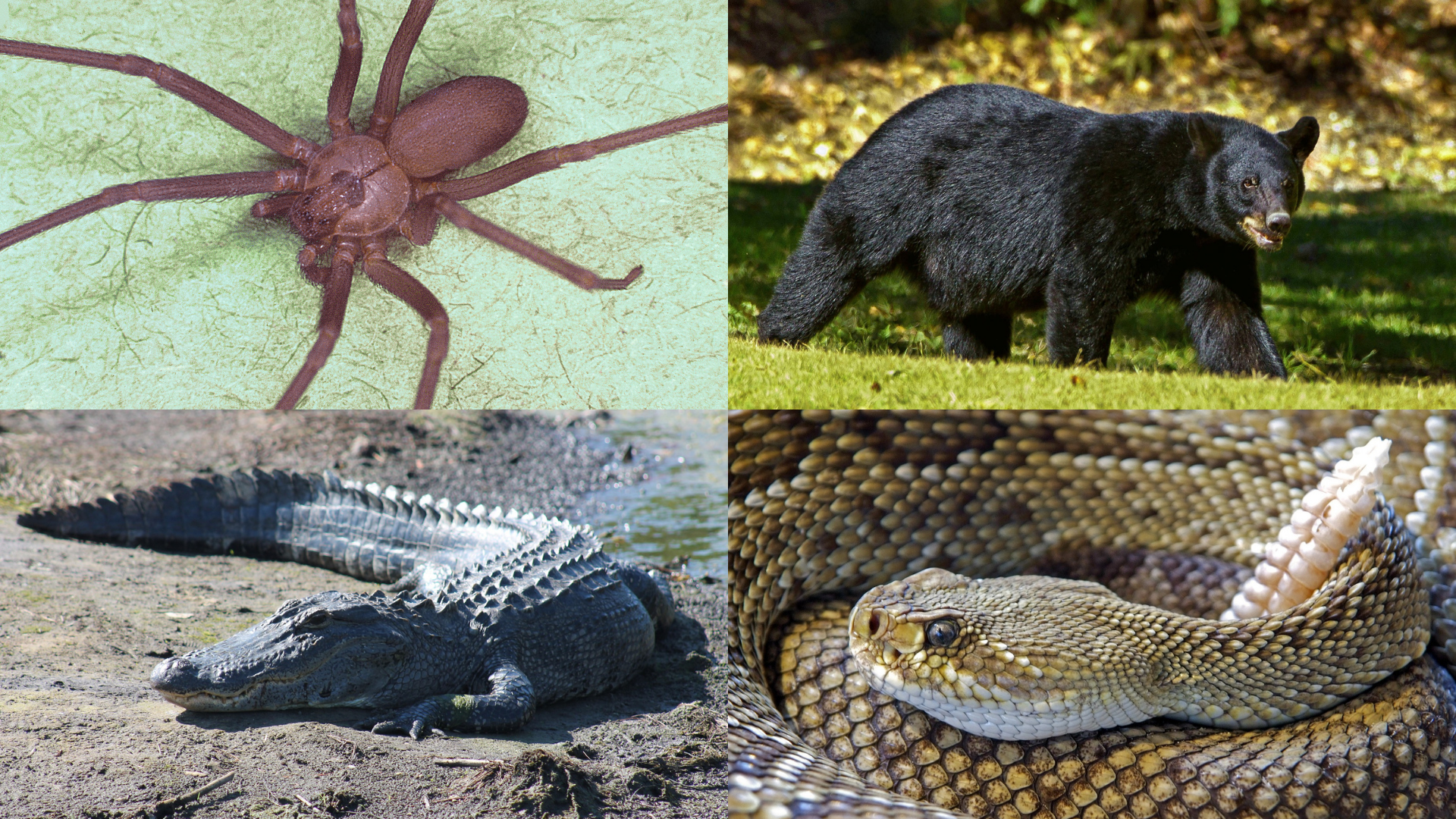 Gators and coral snakes and cougars, oh my! 9 dangerous Texas critters you  definitely don't want to mess with